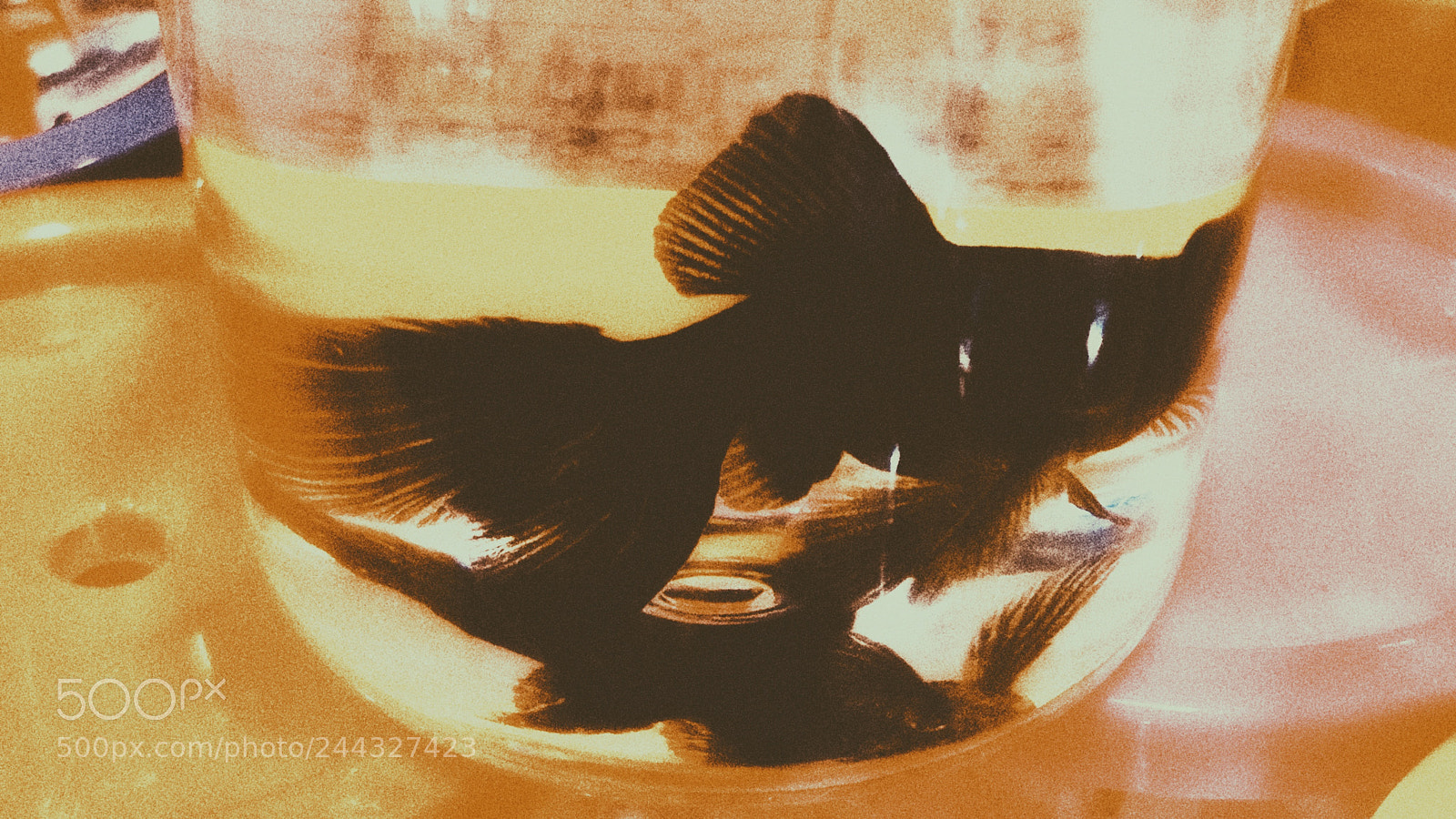 HUAWEI Mate 10 sample photo. Fish photography