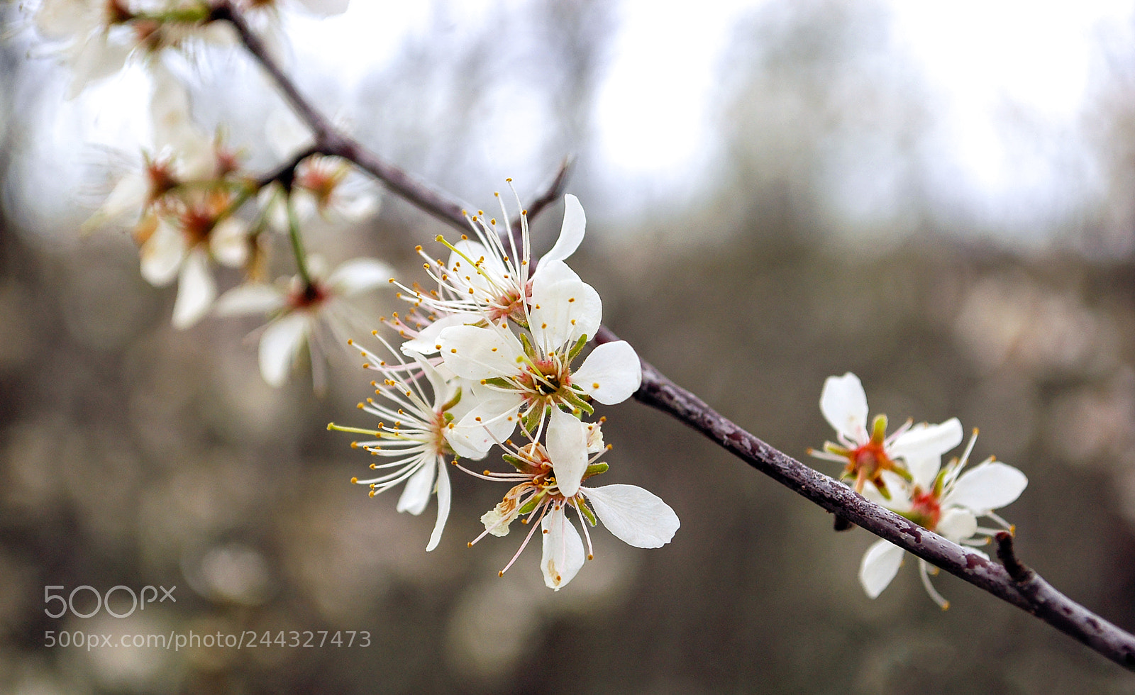 Nikon D70s sample photo. Flowers closeup photography