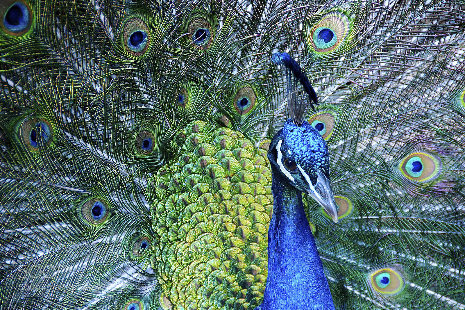Nikon D90 sample photo. Peacocks photography