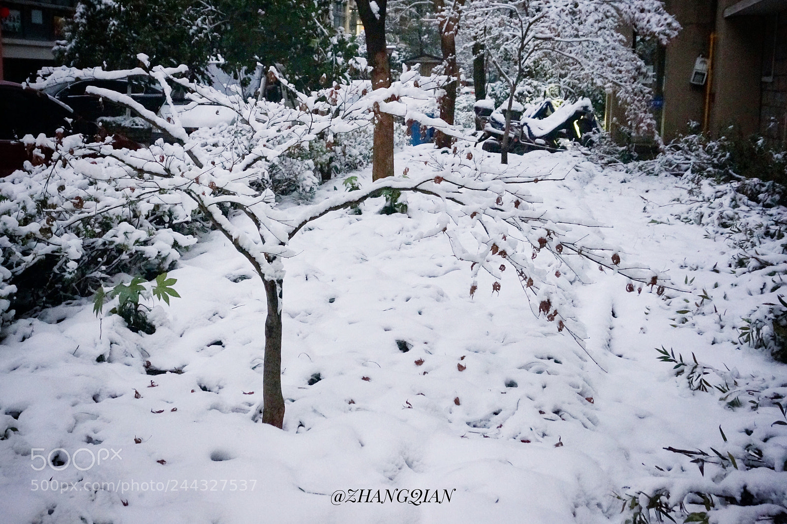 Sony Alpha NEX-5R sample photo. 雪未融 photography
