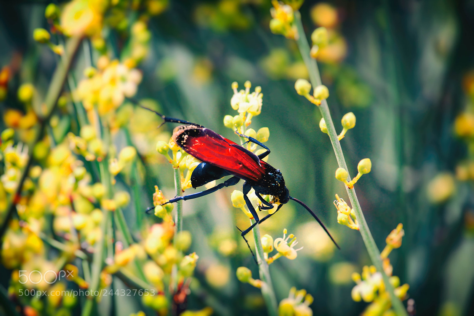 Canon EOS 1100D (EOS Rebel T3 / EOS Kiss X50) sample photo. Tarantula hawk wasp photography