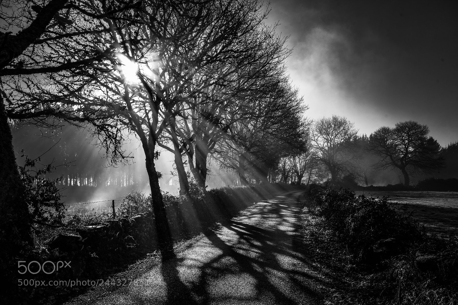 Nikon D610 sample photo. My own way home photography