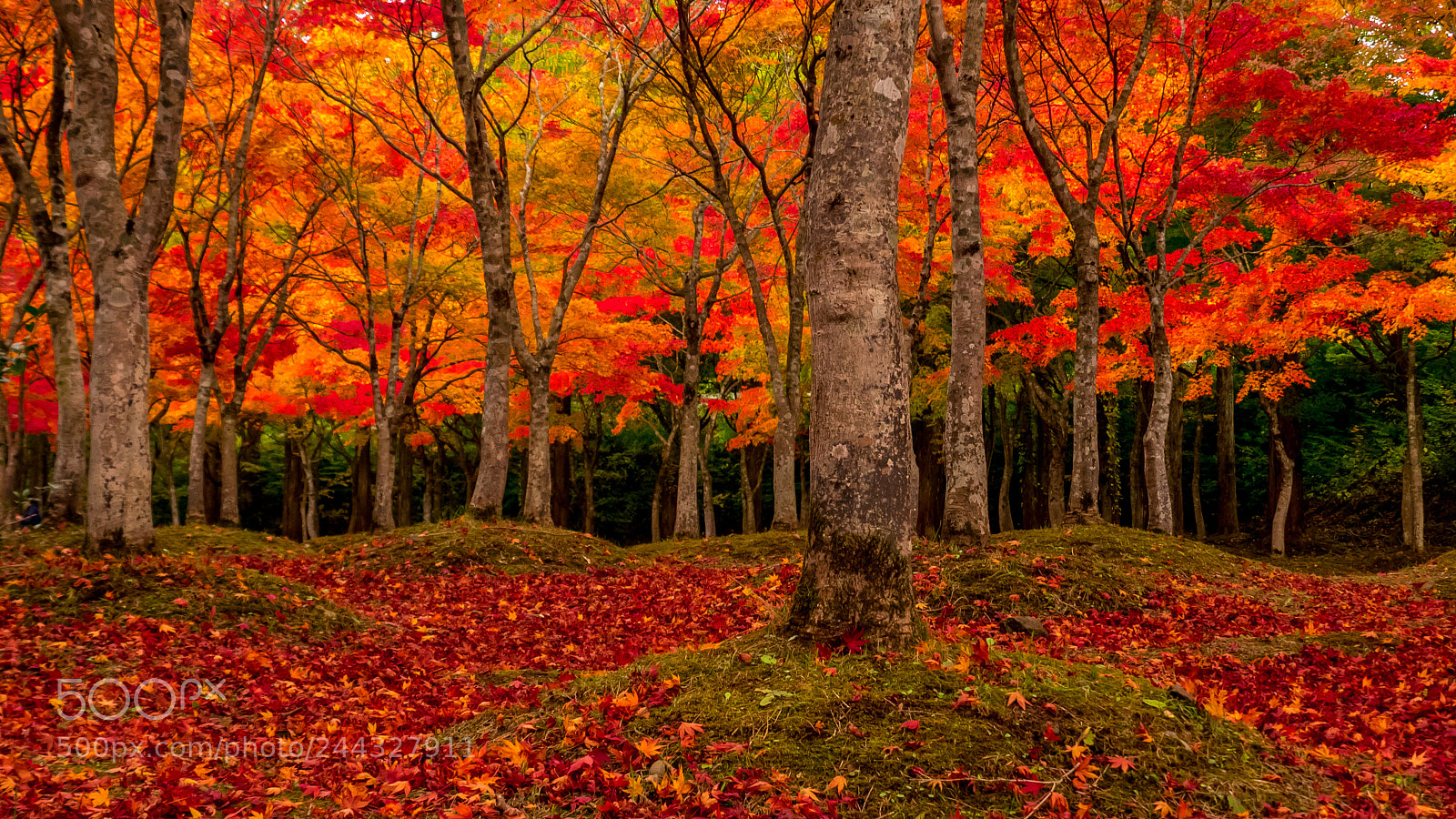 Olympus OM-D E-M1 sample photo. Colored forest photography