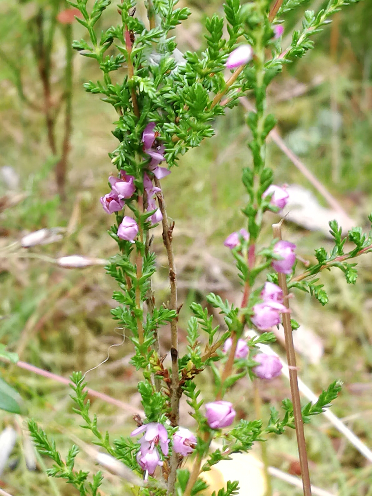 HUAWEI Honor 8 Pro sample photo. Pink flower photography