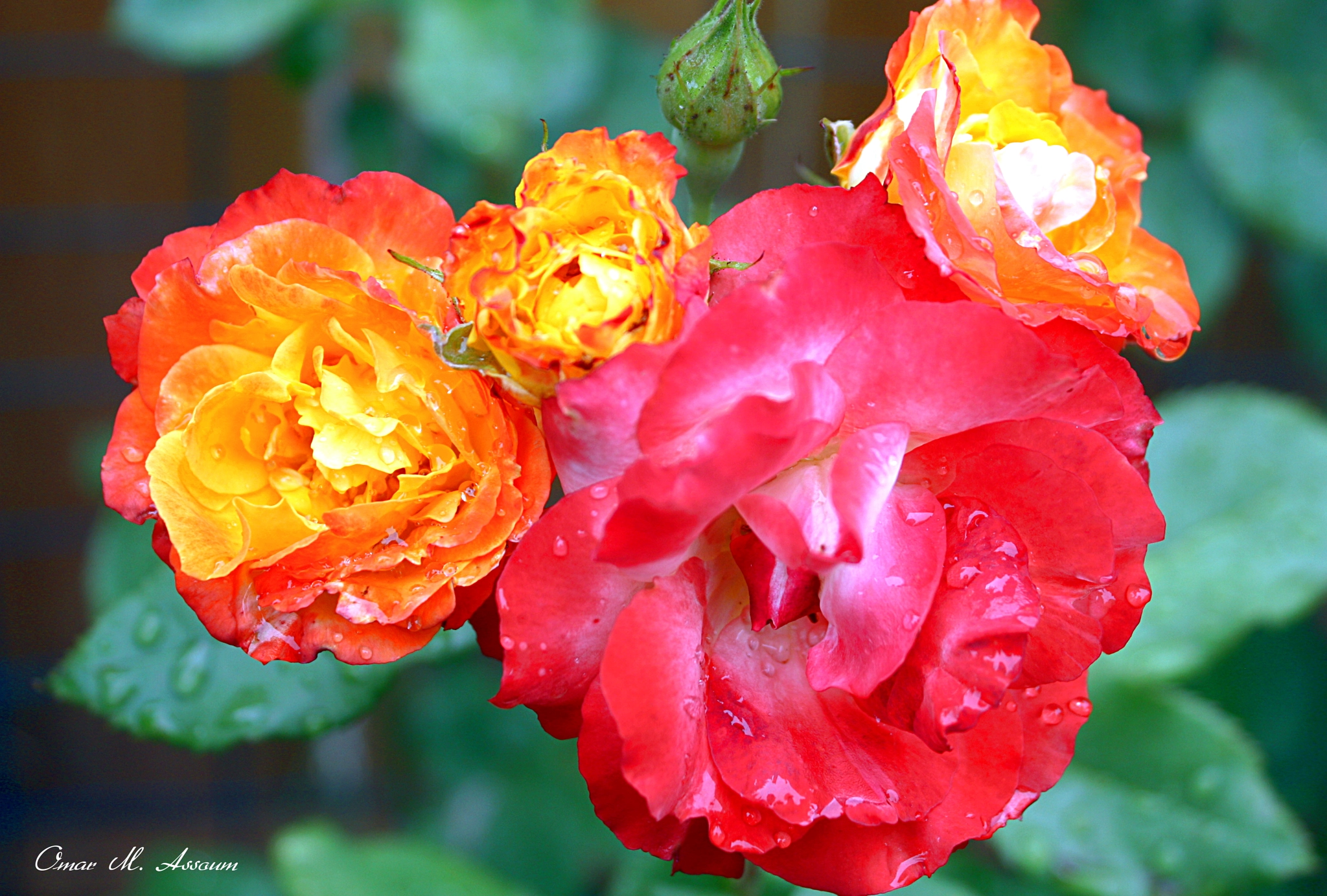Canon EOS 450D (EOS Rebel XSi / EOS Kiss X2) sample photo. Spartan roses photography