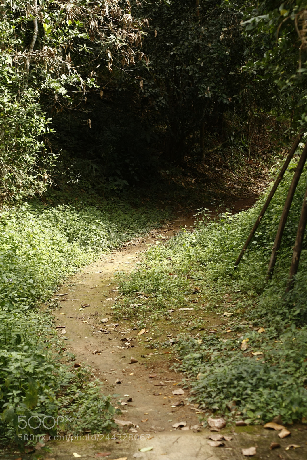 Canon EOS 450D (EOS Rebel XSi / EOS Kiss X2) sample photo. Path leading off into photography
