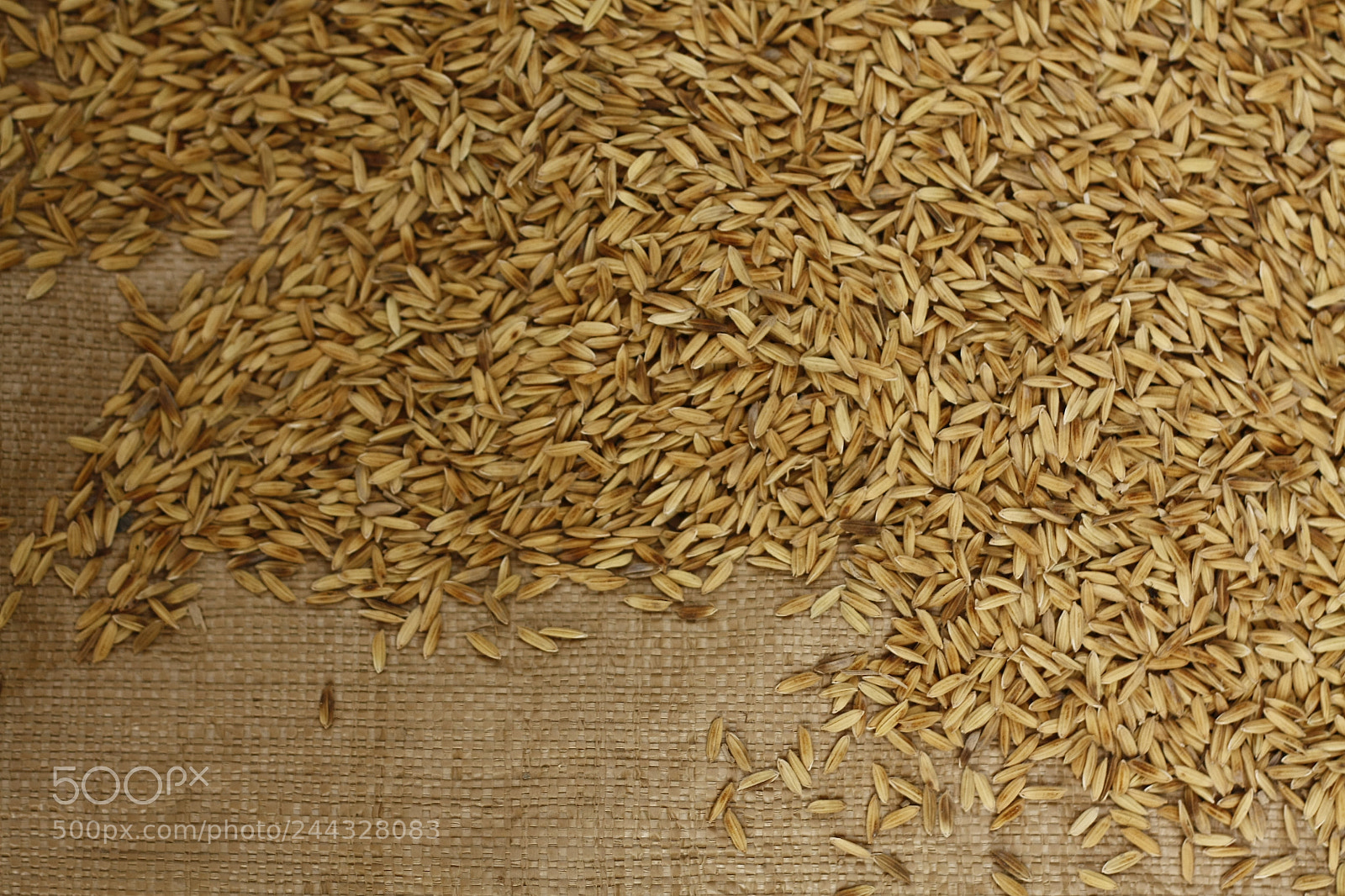 Canon EOS 450D (EOS Rebel XSi / EOS Kiss X2) sample photo. Raw rice laying in photography