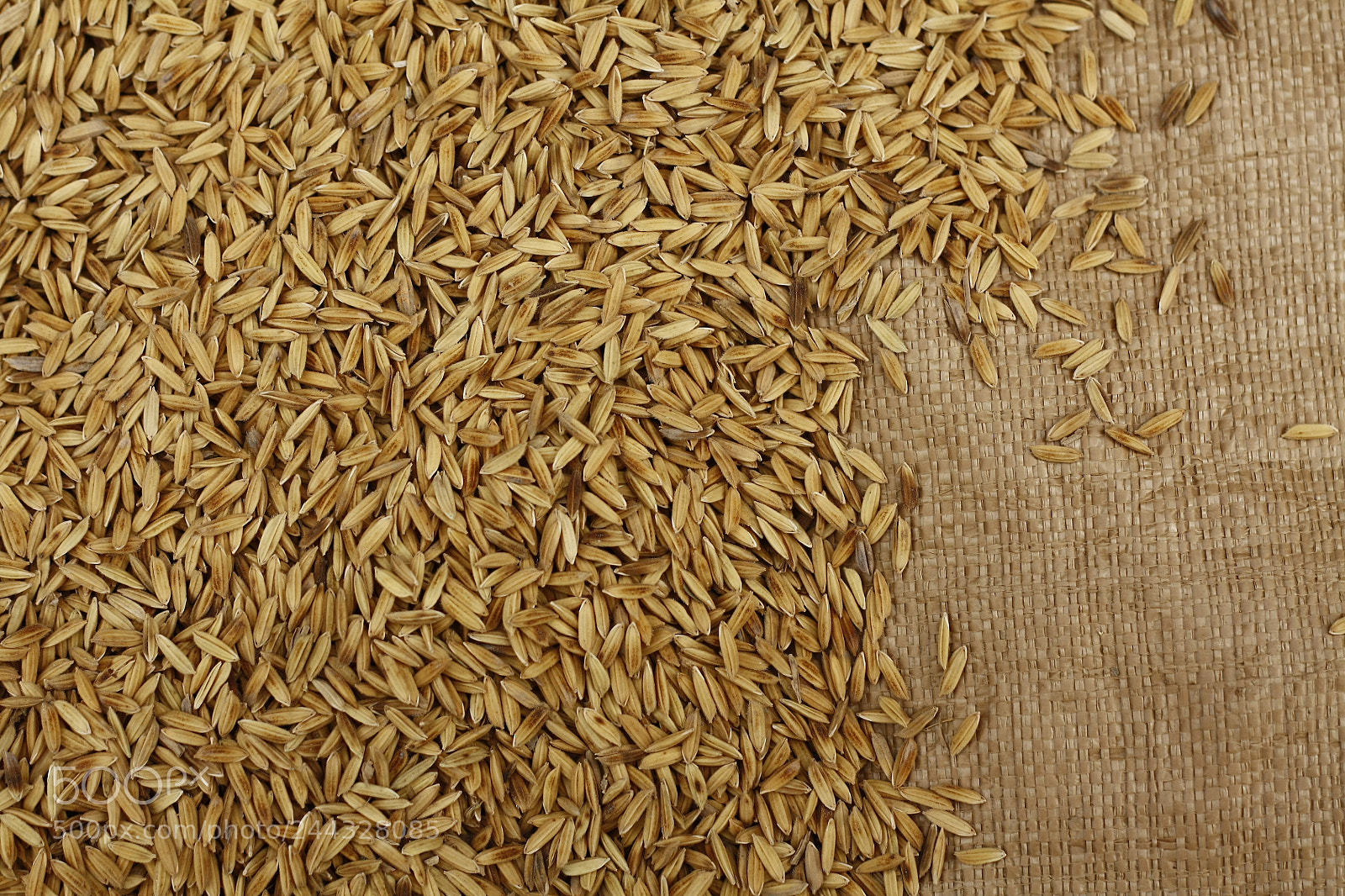 Canon EOS 450D (EOS Rebel XSi / EOS Kiss X2) sample photo. Raw rice laying in photography
