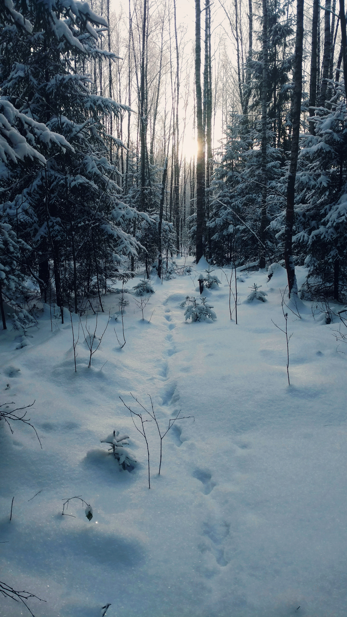 Motorola Moto X Style sample photo. Forest tail photography