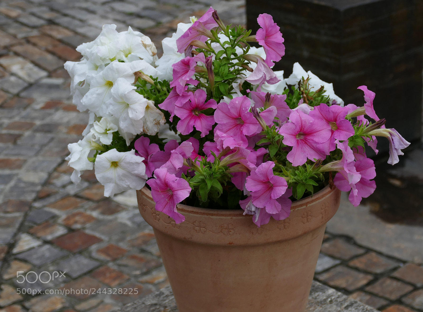 Panasonic Lumix DMC-FZ1000 sample photo. Refreshing! photography