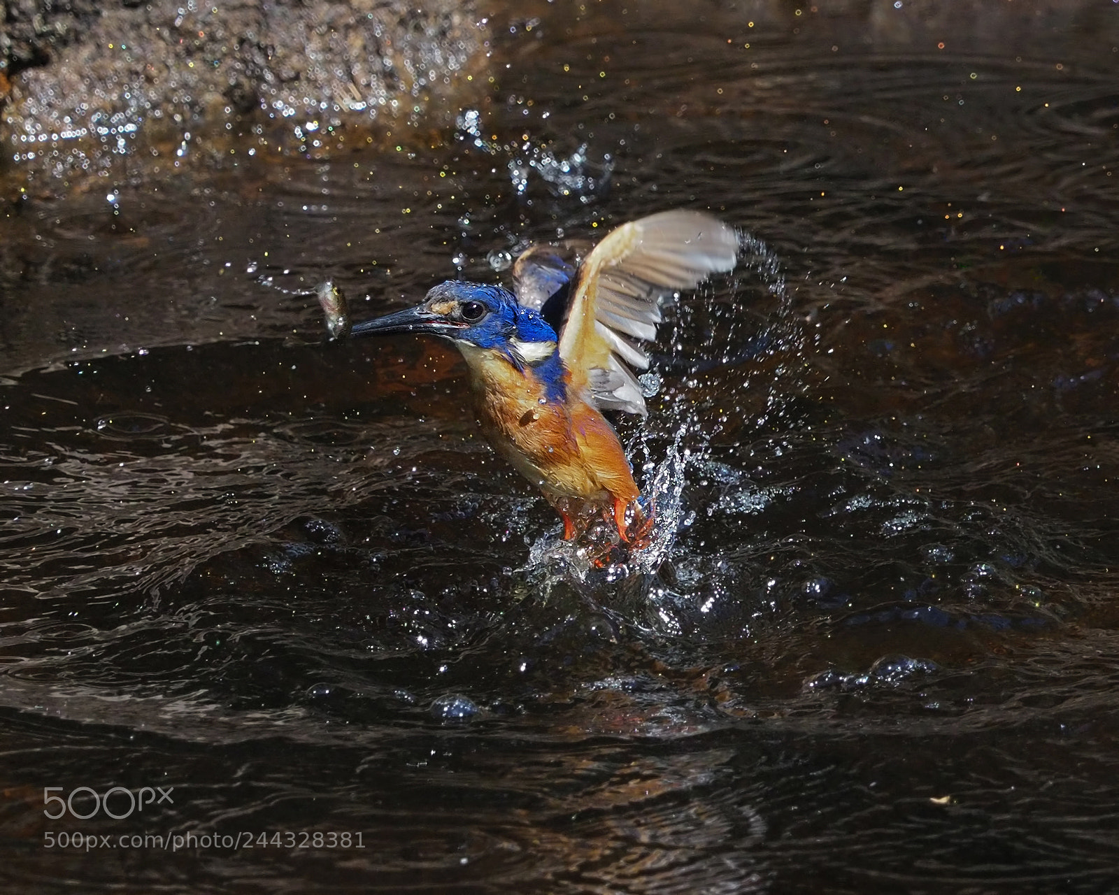 Olympus OM-D E-M1 Mark II sample photo. Azure kingfisher with catch photography