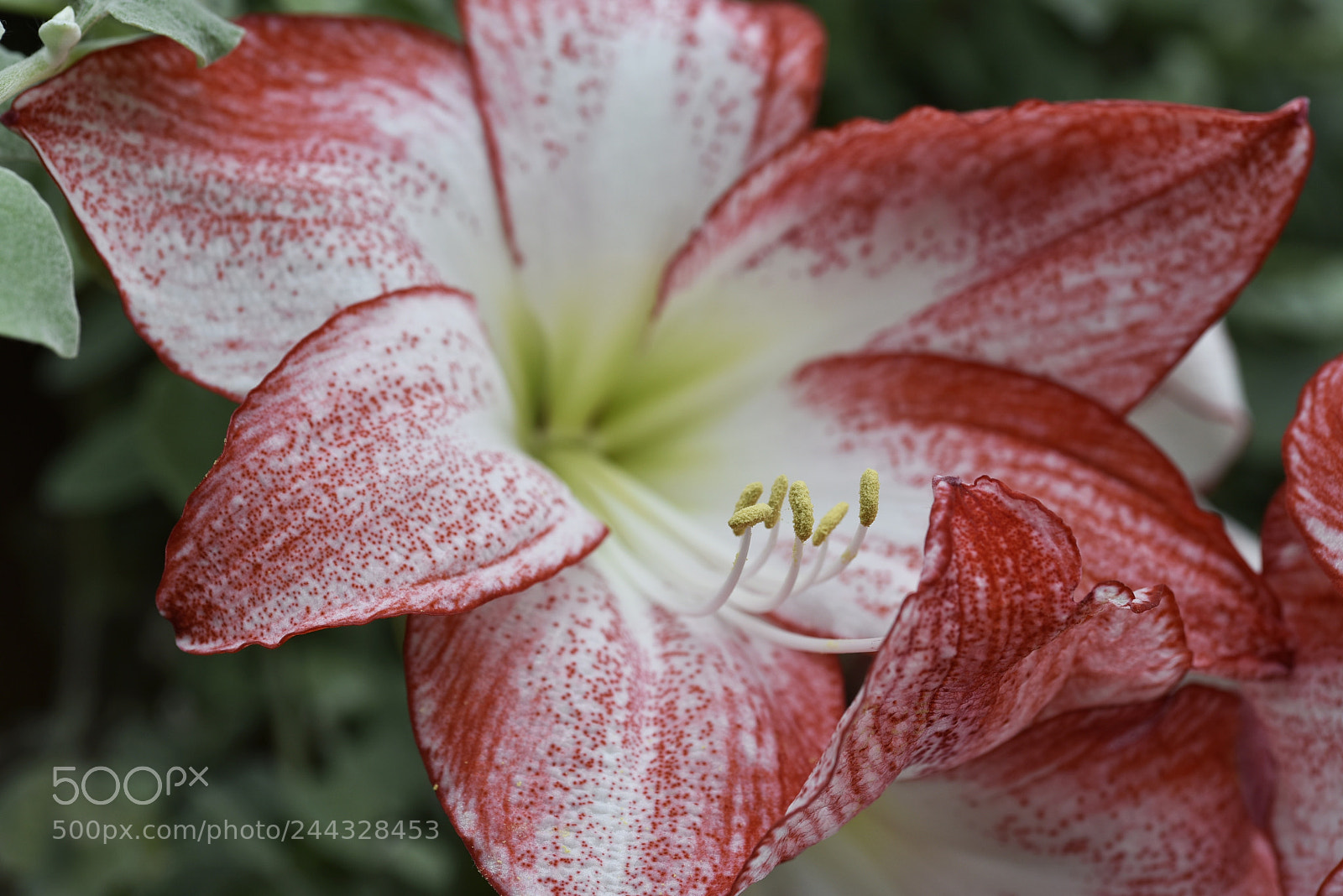 Nikon D810 sample photo. Lily photography