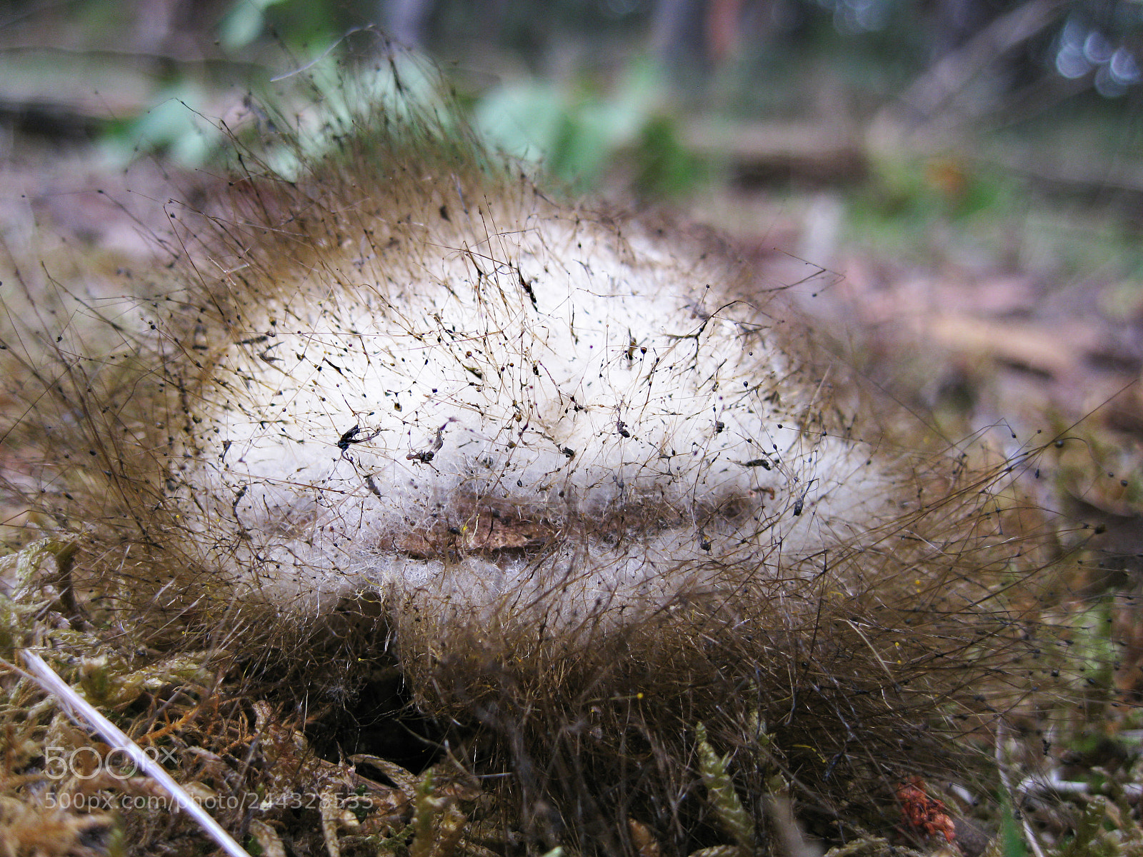 Canon DIGITAL IXUS 960 IS sample photo. Fungi photography