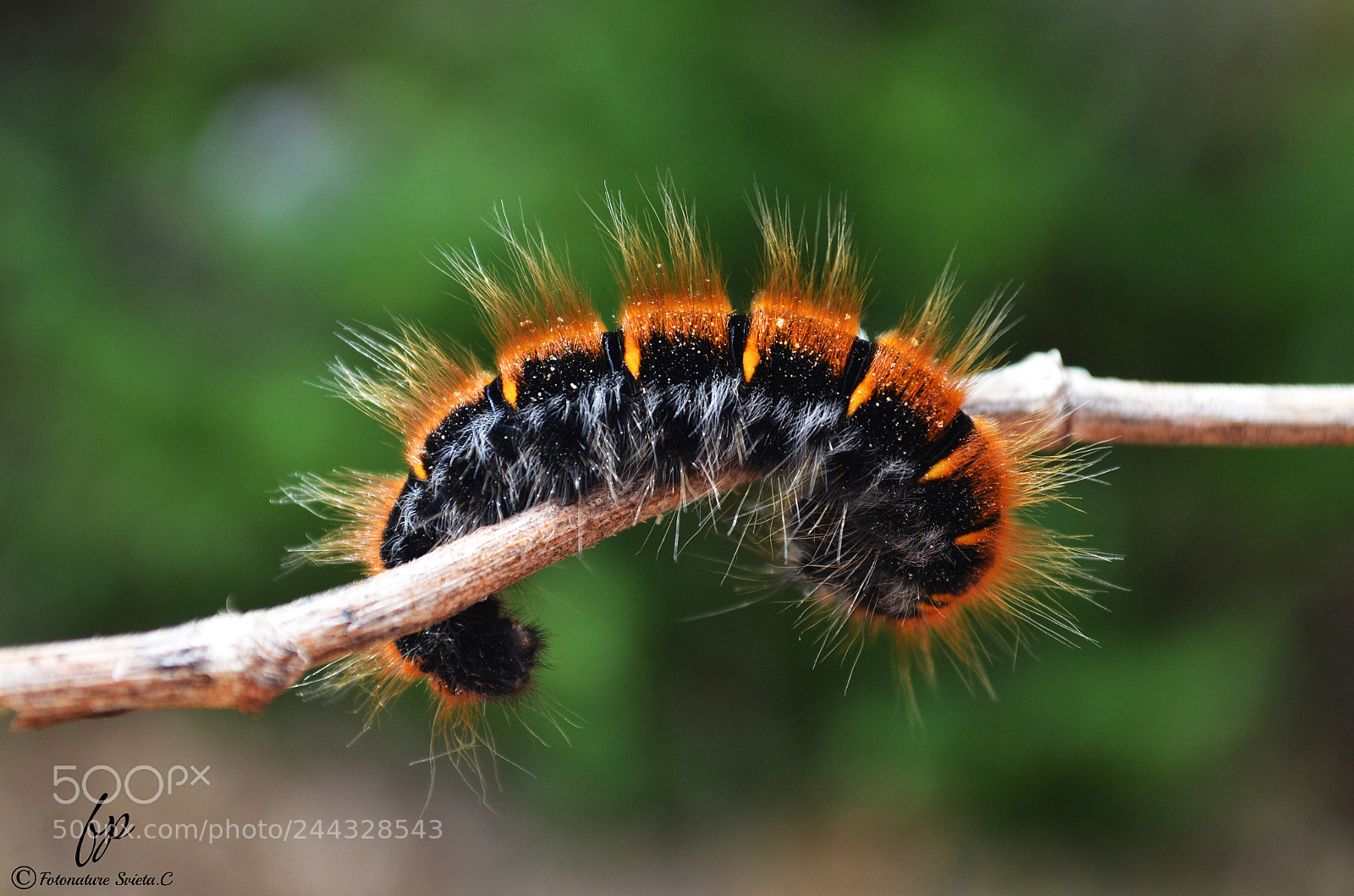 Nikon D5100 sample photo. Caterpillar photography