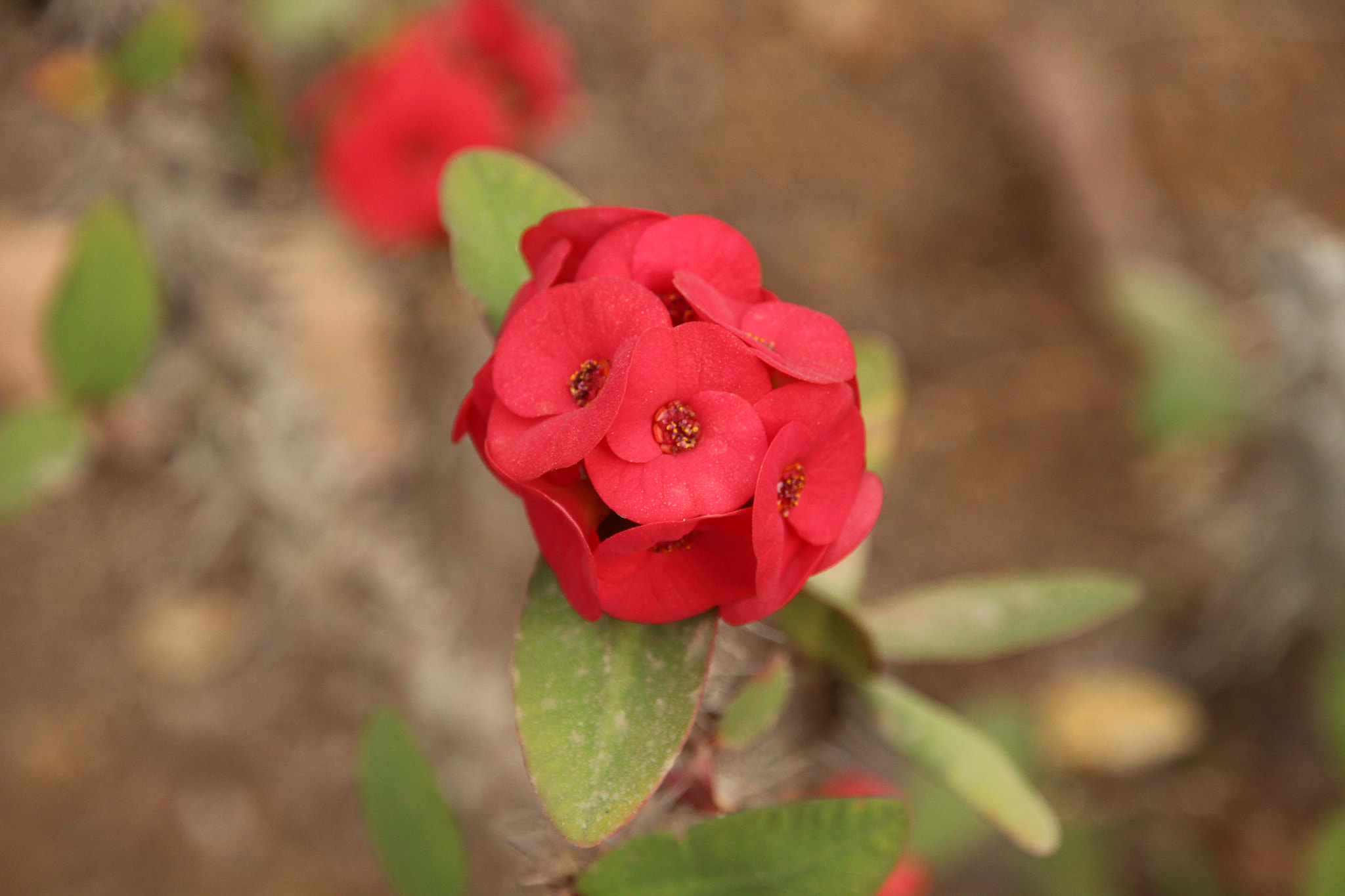 Canon EOS 700D (EOS Rebel T5i / EOS Kiss X7i) + Sigma 18-200mm f/3.5-6.3 DC OS sample photo. Red cluster.... photography