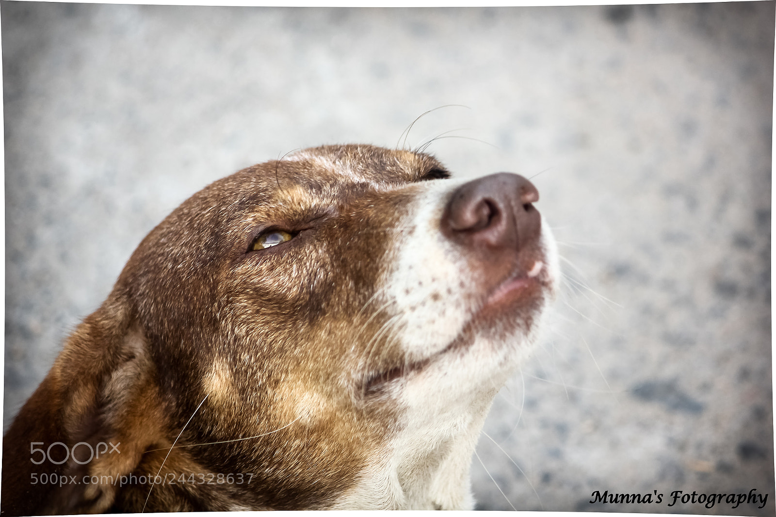 Canon EOS 550D (EOS Rebel T2i / EOS Kiss X4) sample photo. Doggy photography