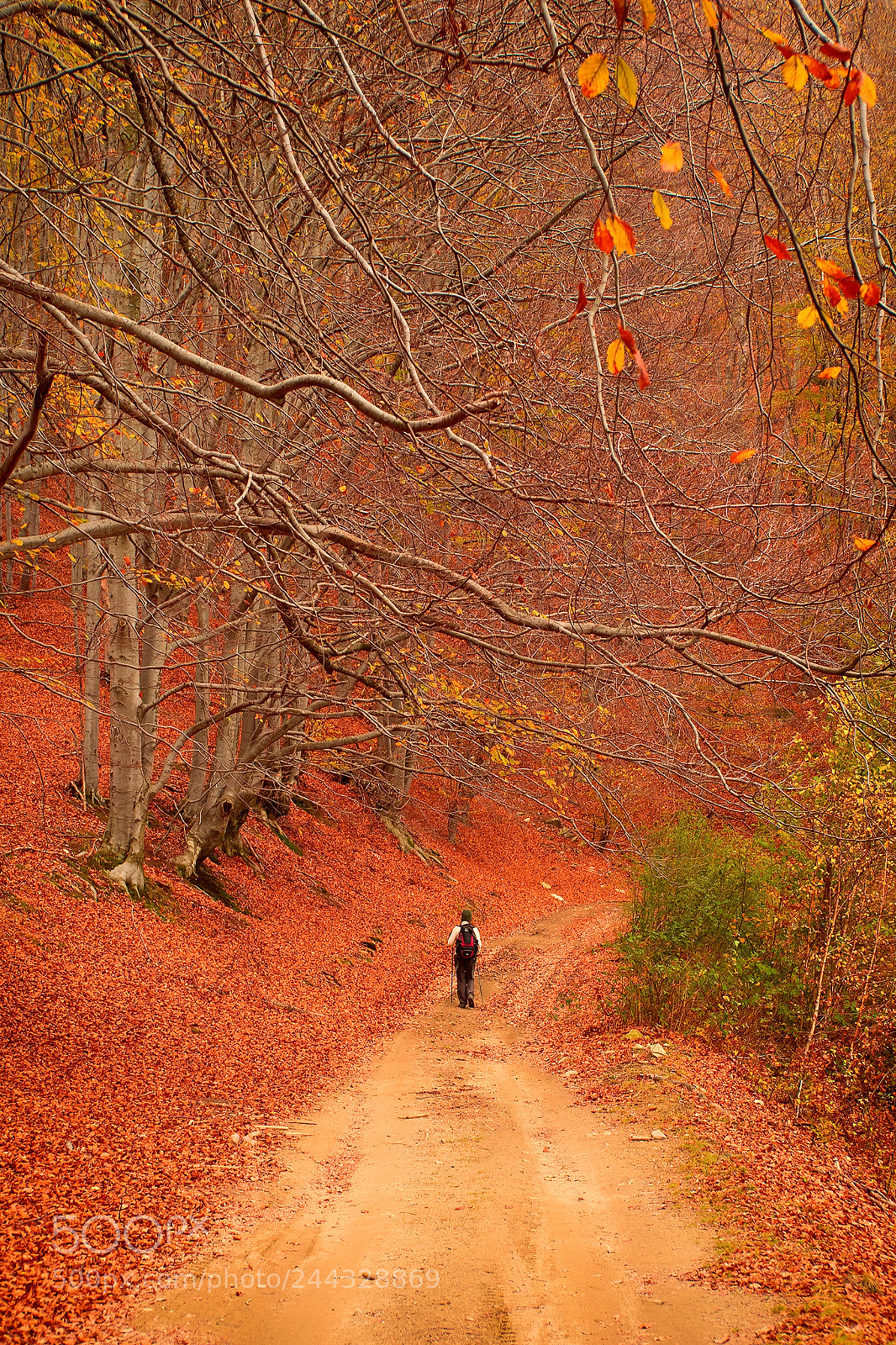 Sony Alpha DSLR-A850 sample photo. Autumn forest 23 photography