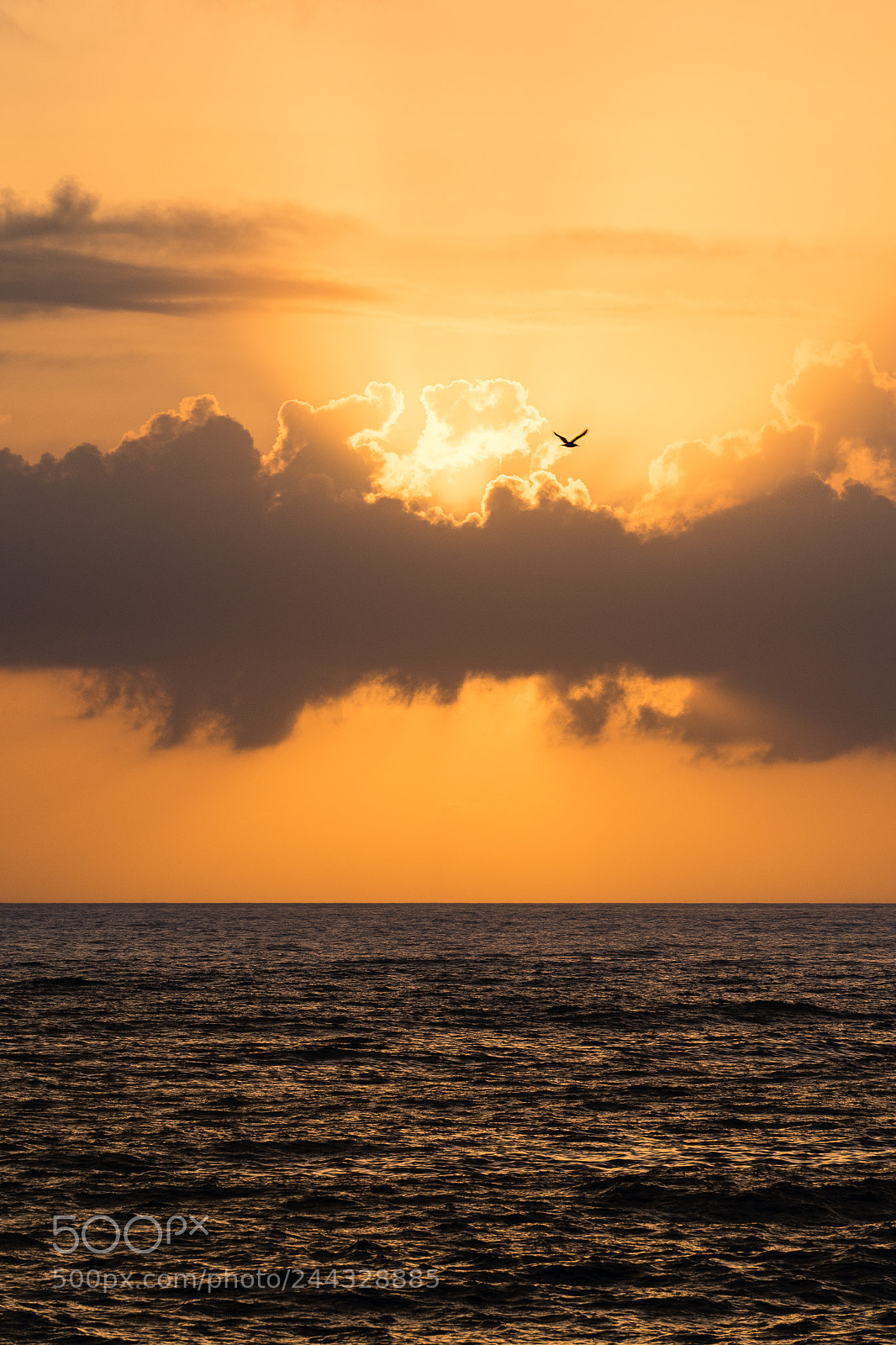 Sony a7 II sample photo. Flying away photography