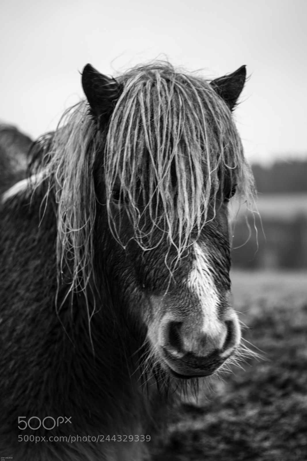 Canon EOS 100D (EOS Rebel SL1 / EOS Kiss X7) sample photo. Pony with messy hair photography