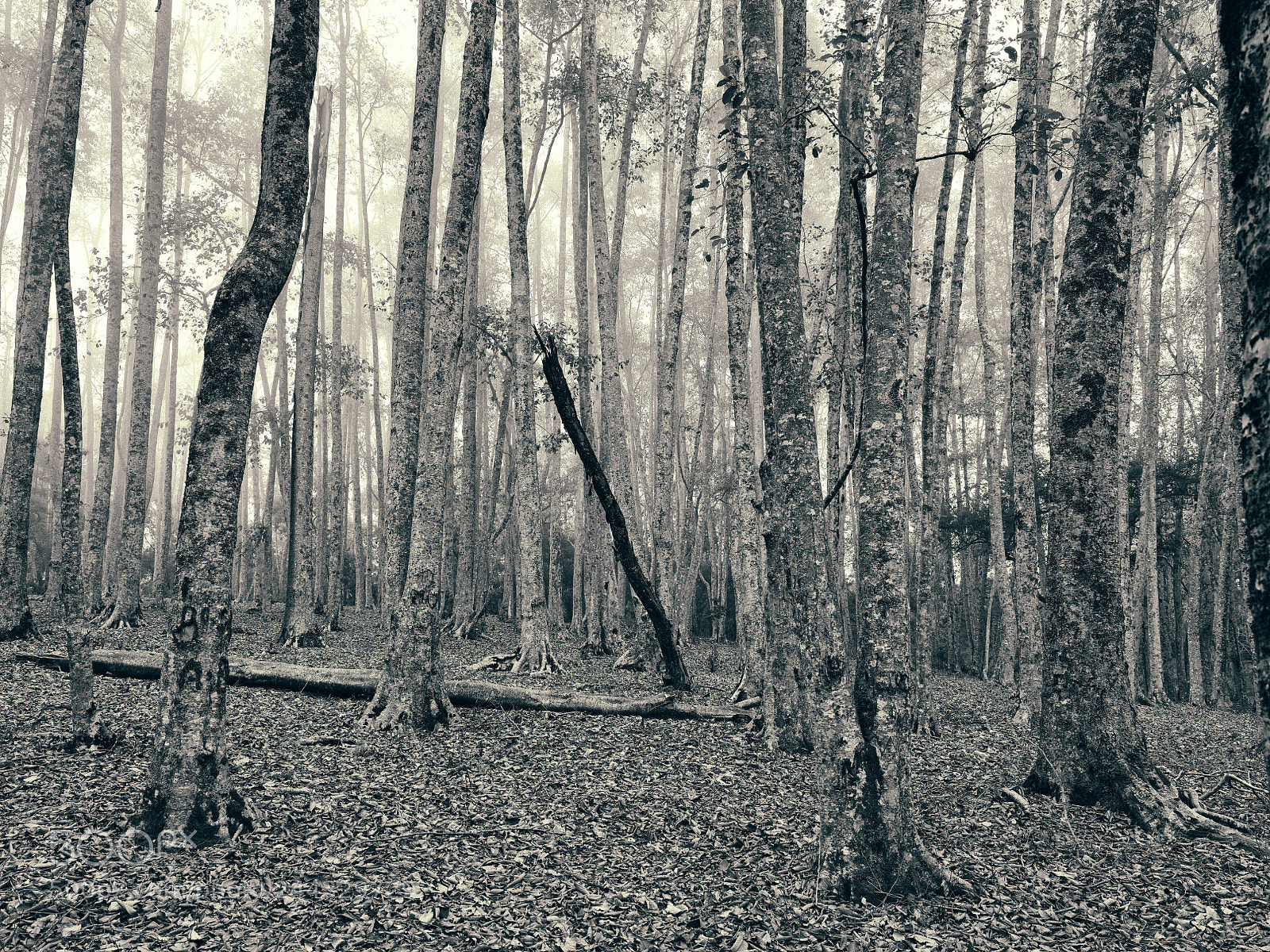 Fujifilm GFX 50S sample photo. 50 shades of a tree. photography