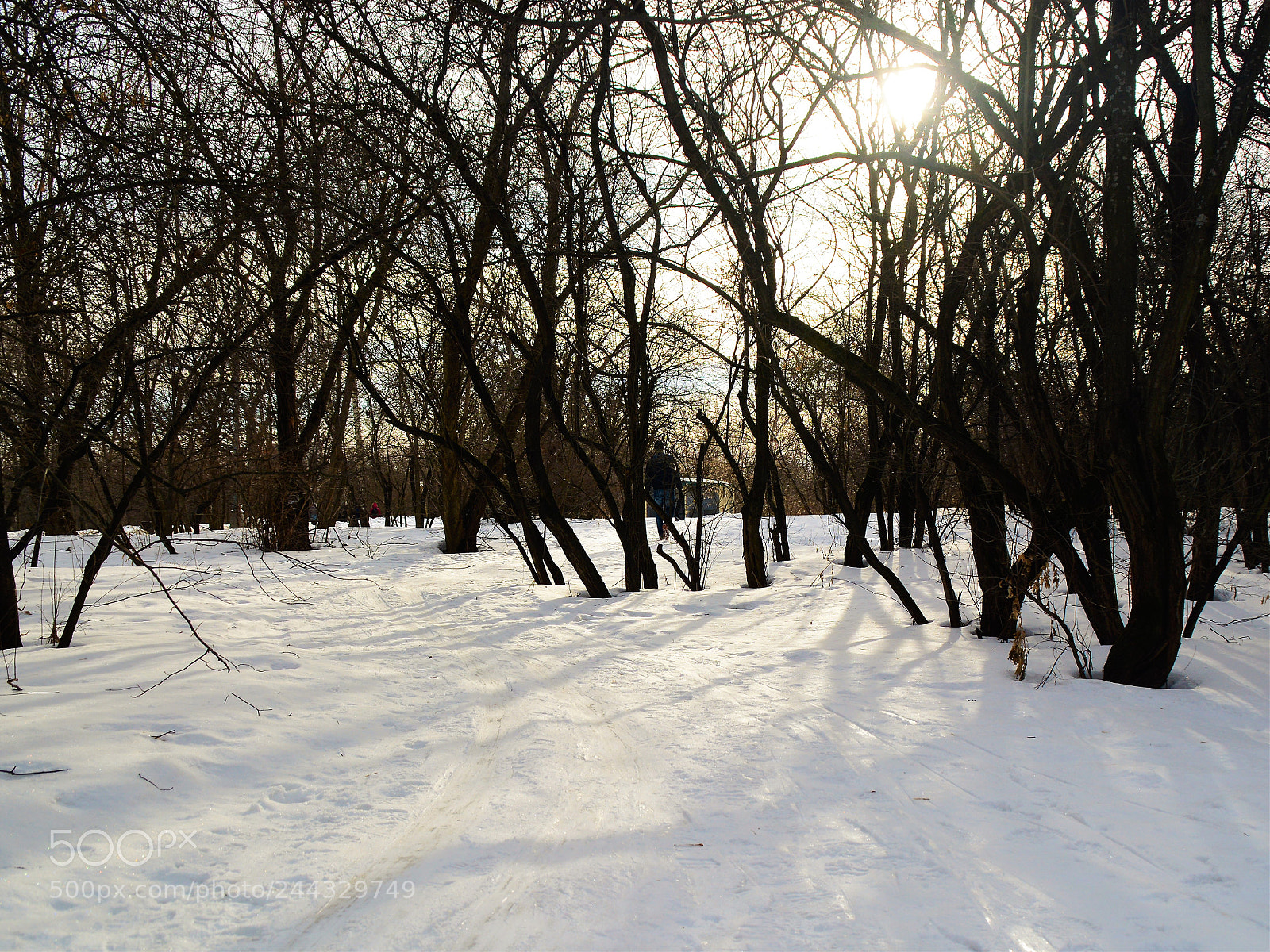 Nikon D7100 sample photo. Winter photography