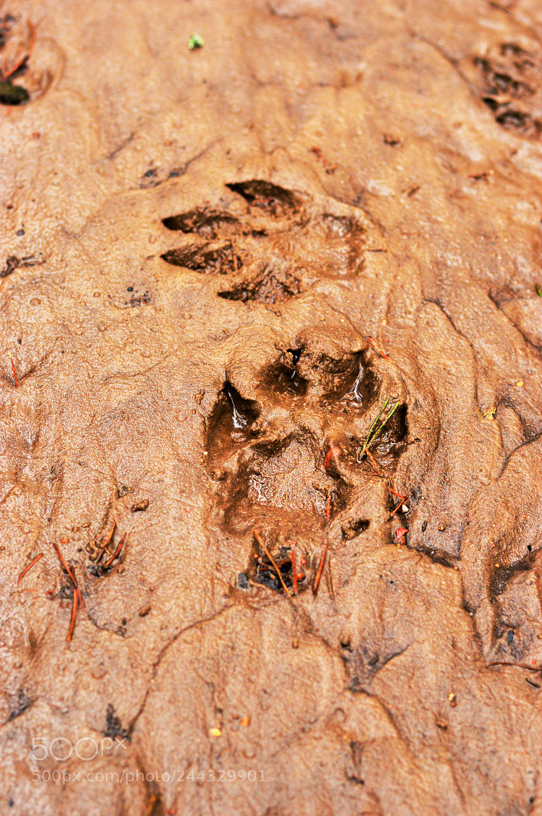 Nikon D3200 sample photo. Animal footprints in mud photography