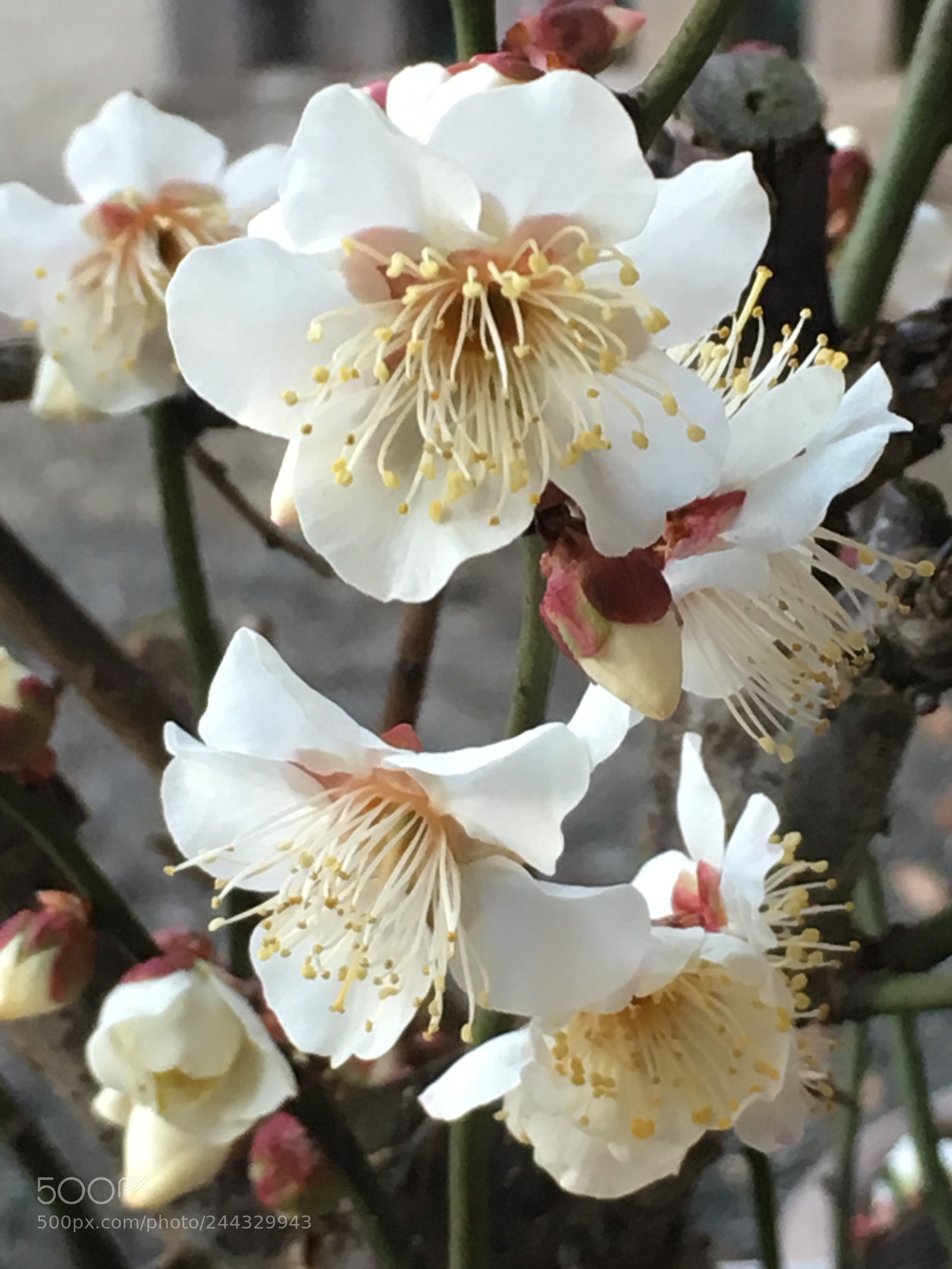 Apple iPhone 6s Plus sample photo. Winter2018 flowers photography