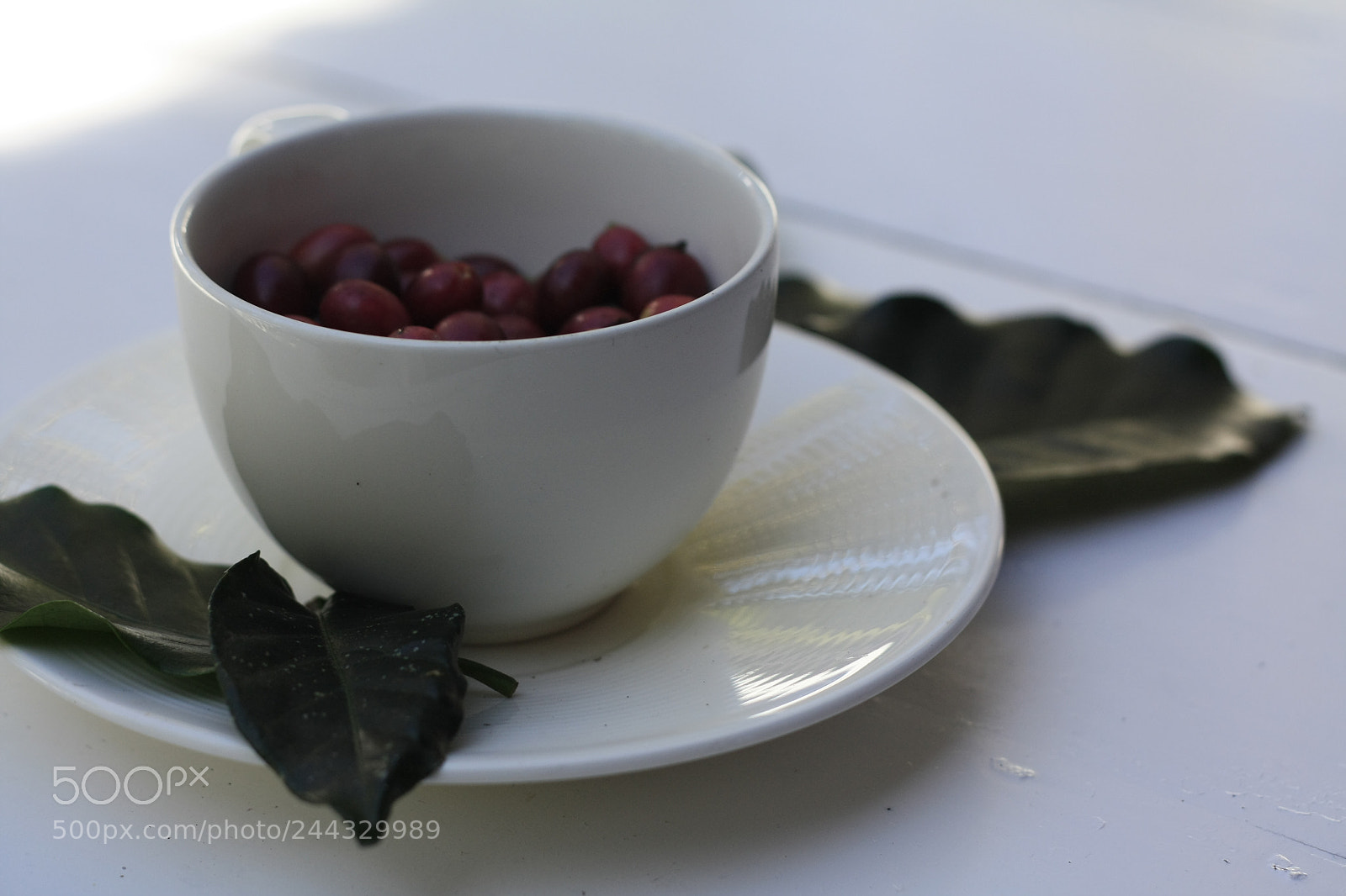 Canon EOS 450D (EOS Rebel XSi / EOS Kiss X2) sample photo. Coffee cup full of photography