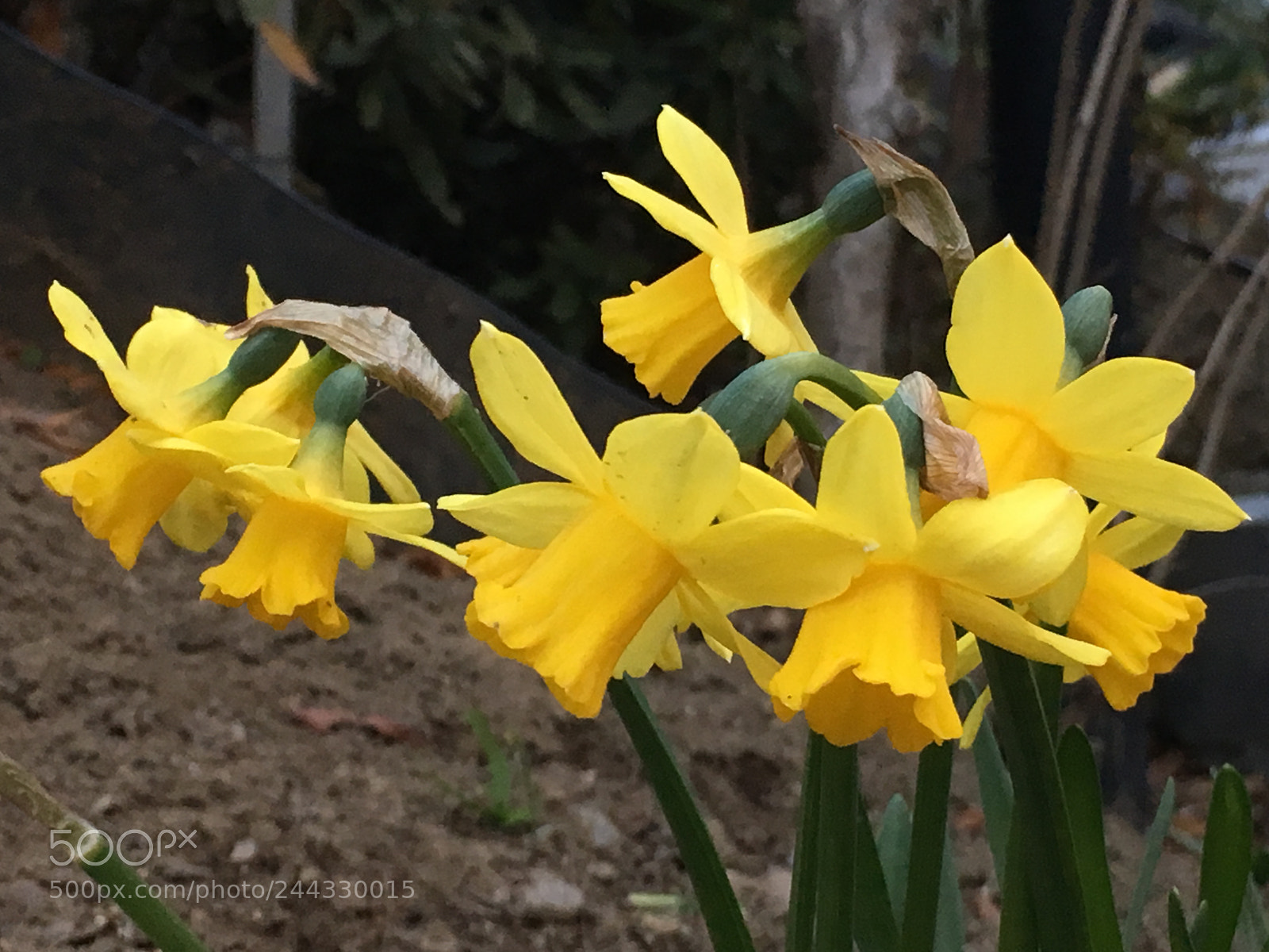Apple iPhone 6s Plus sample photo. Winter2018 flowers photography