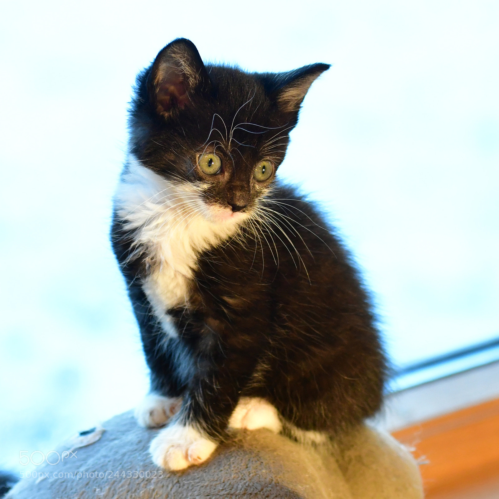 Nikon D500 sample photo. The cat photography