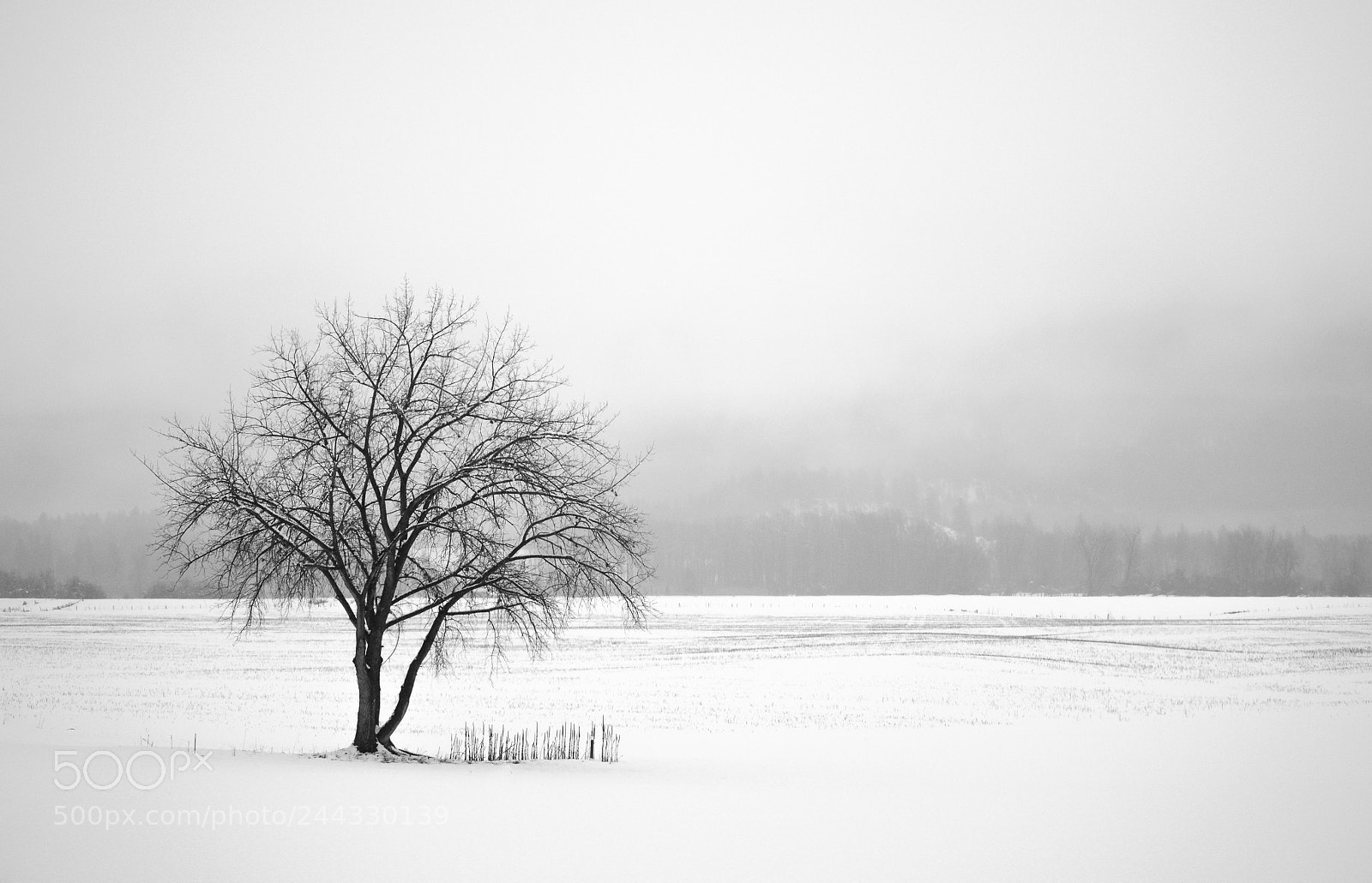 Olympus OM-D E-M5 II sample photo. Loner photography