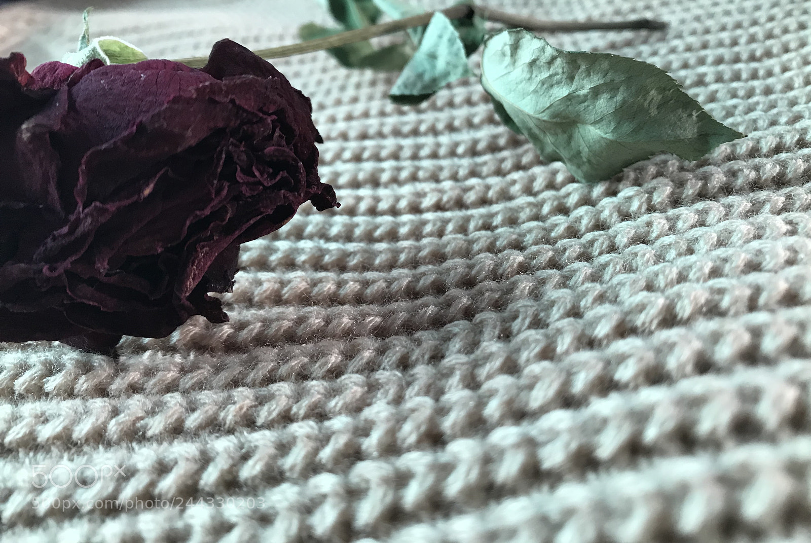 Apple iPhone 7 sample photo. Untitled photography