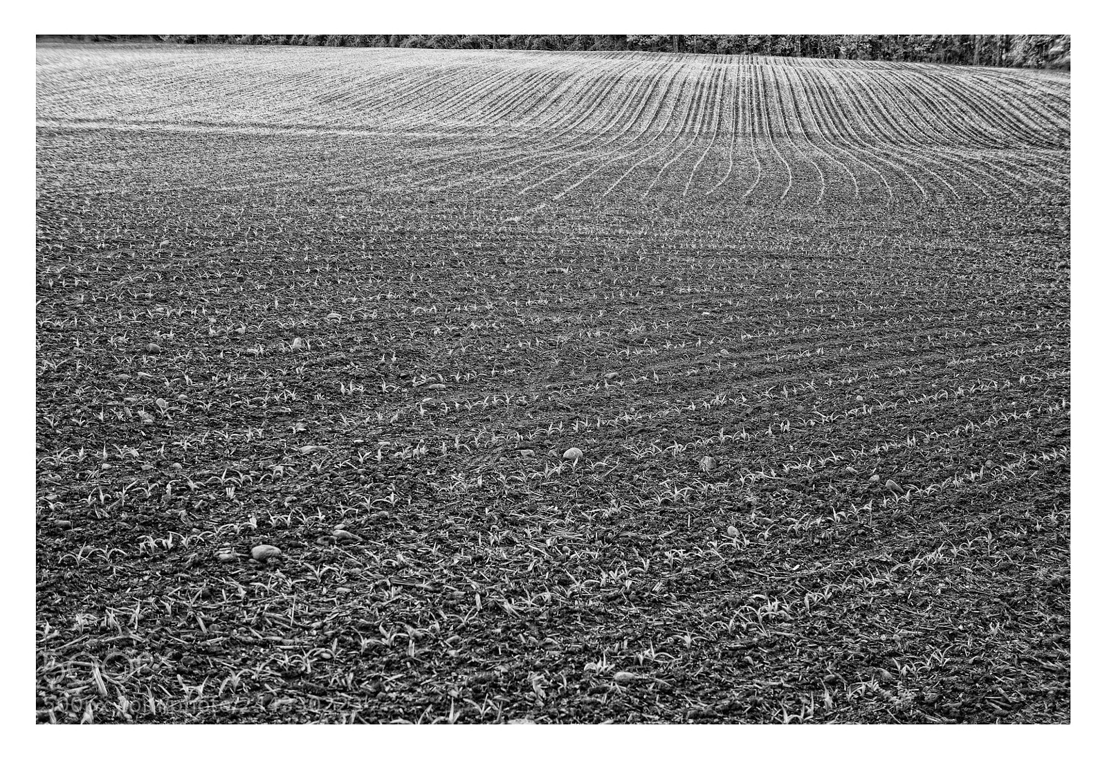 Sony Alpha NEX-7 sample photo. Spring on farm ploughed photography