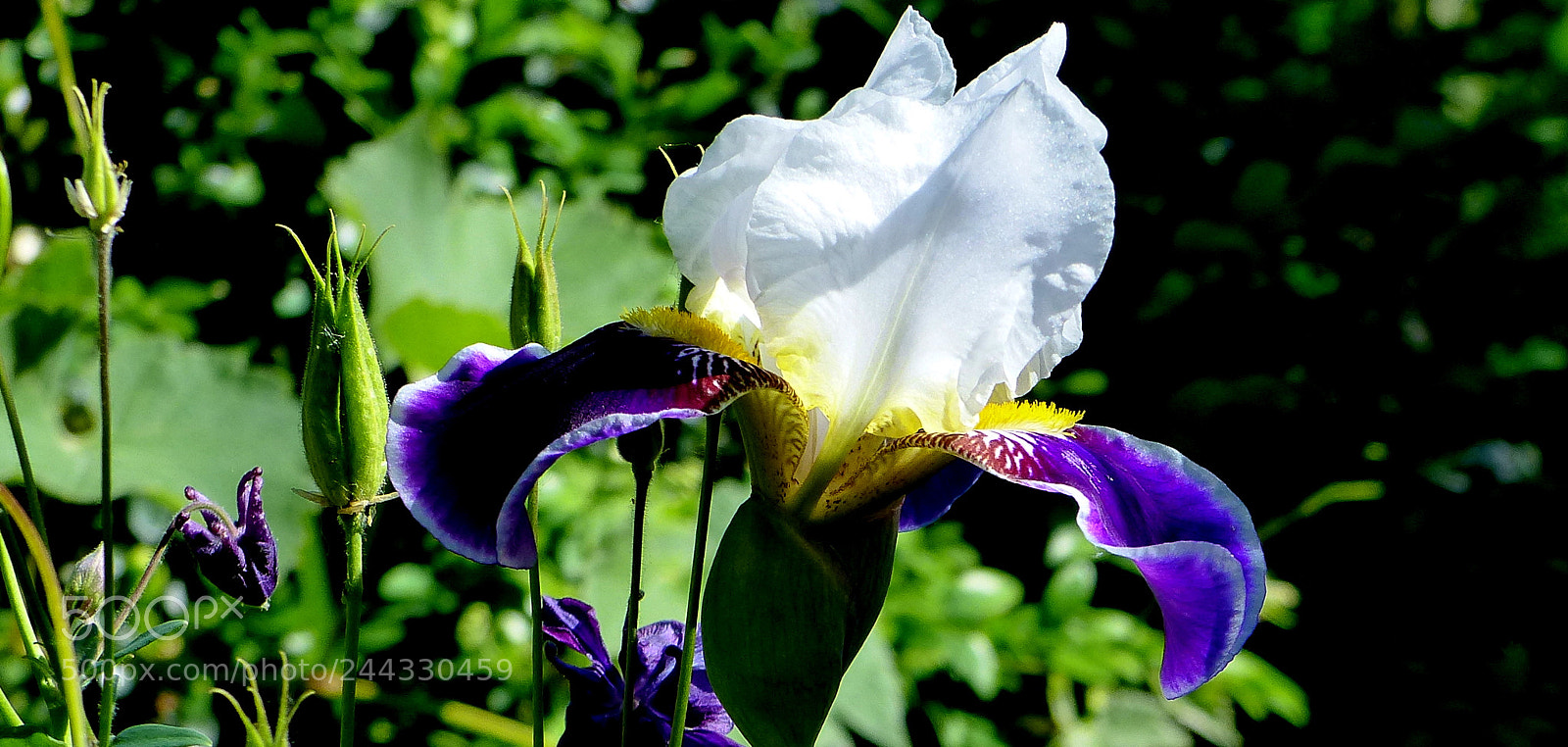 Panasonic Lumix DMC-FZ200 sample photo. Iris. photography
