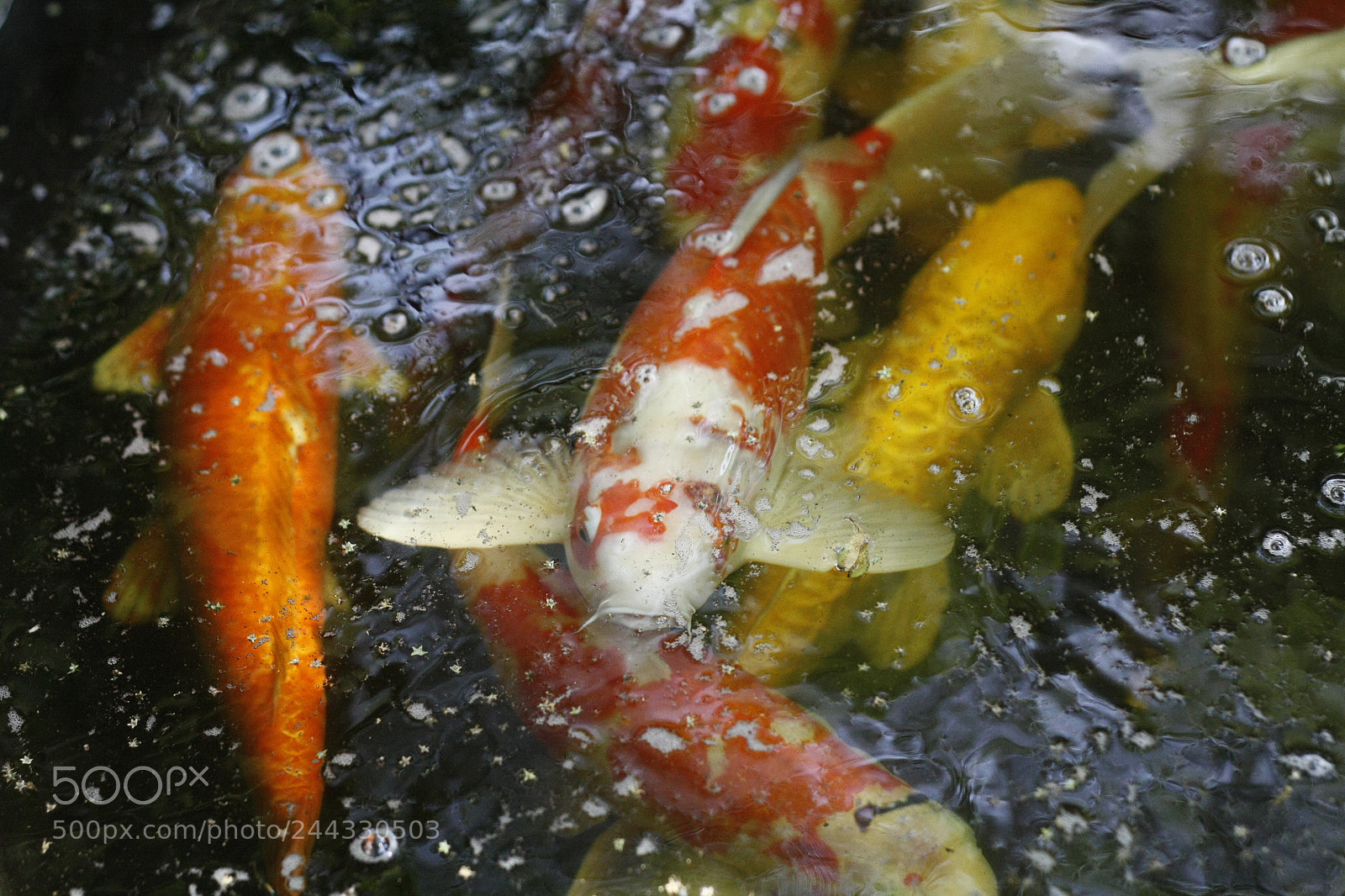 Canon EOS 450D (EOS Rebel XSi / EOS Kiss X2) sample photo. Koi fish swimming in photography