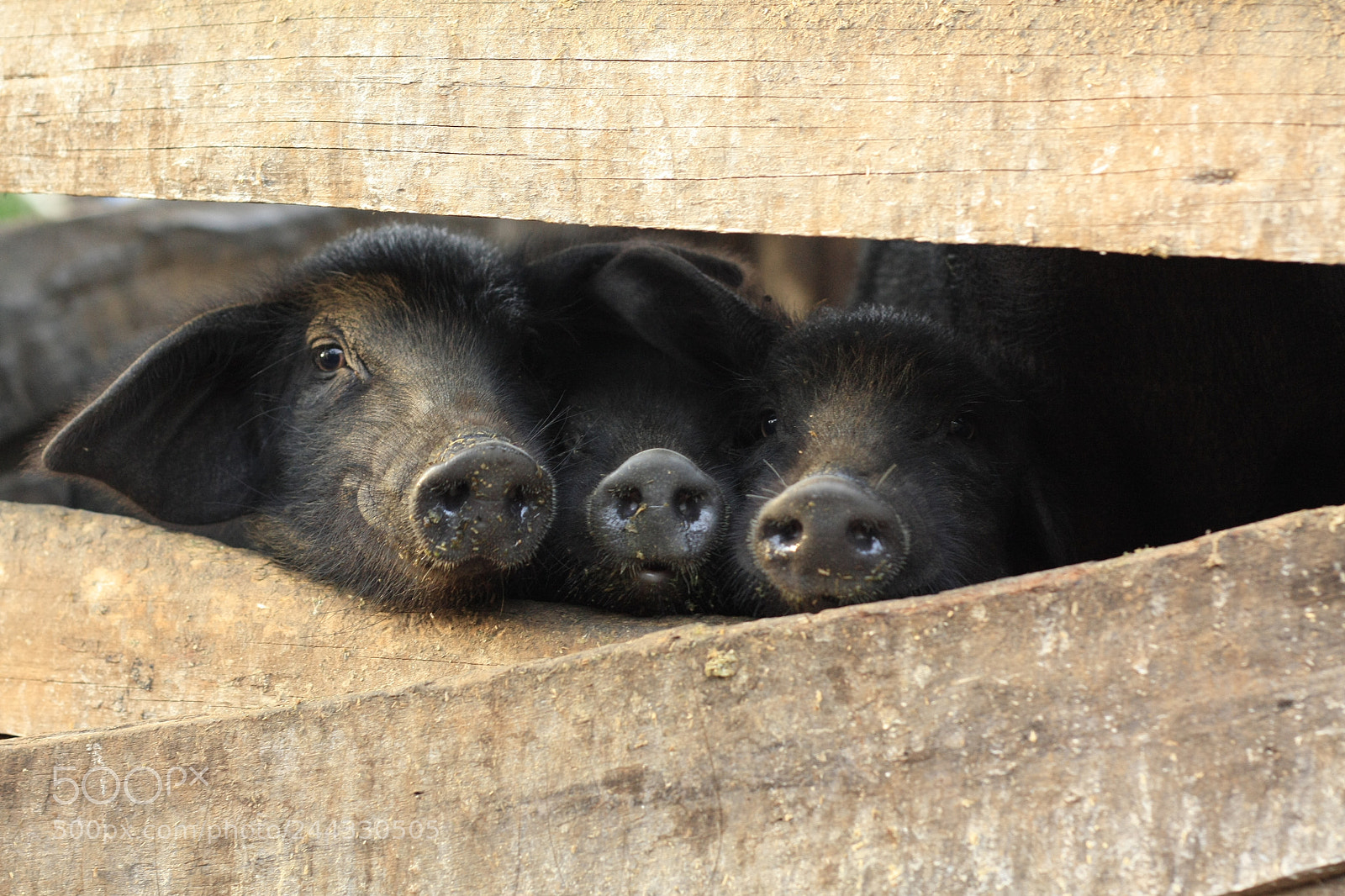 Canon EOS 450D (EOS Rebel XSi / EOS Kiss X2) sample photo. Three little black pigs photography