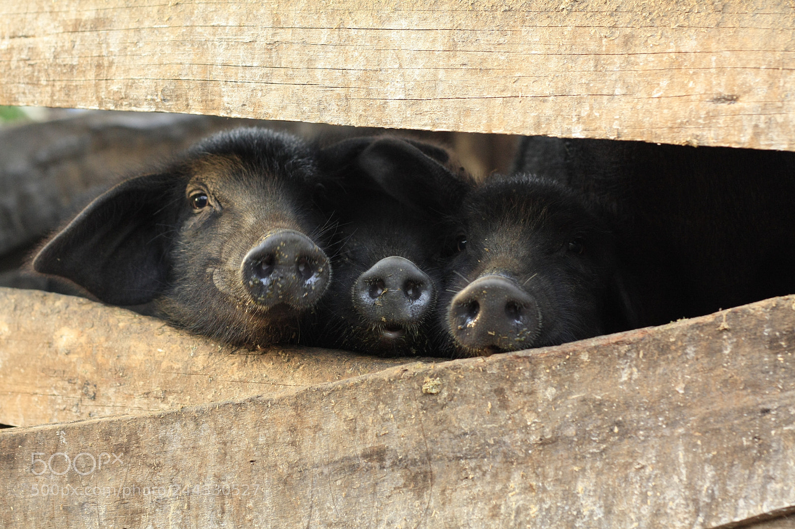 Canon EOS 450D (EOS Rebel XSi / EOS Kiss X2) sample photo. Three little black pigs photography