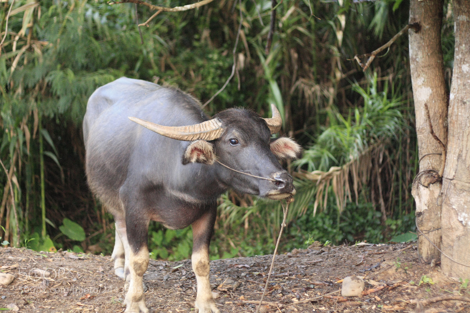 Canon EOS 450D (EOS Rebel XSi / EOS Kiss X2) sample photo. Thai water buffalo tied photography