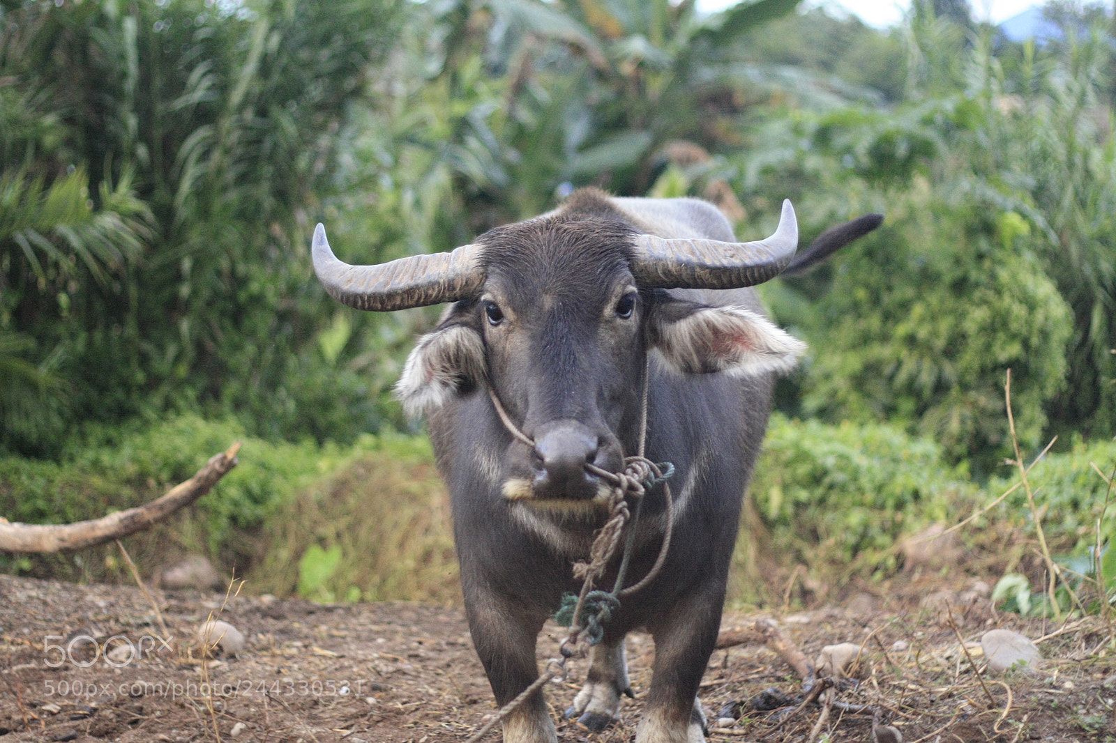 Canon EOS 450D (EOS Rebel XSi / EOS Kiss X2) sample photo. Thai water buffalo tied photography