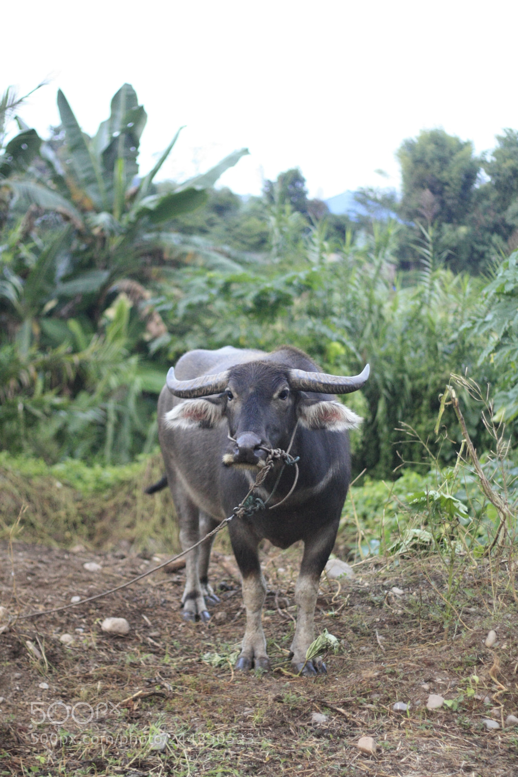 Canon EOS 450D (EOS Rebel XSi / EOS Kiss X2) sample photo. Thai water buffalo tied photography