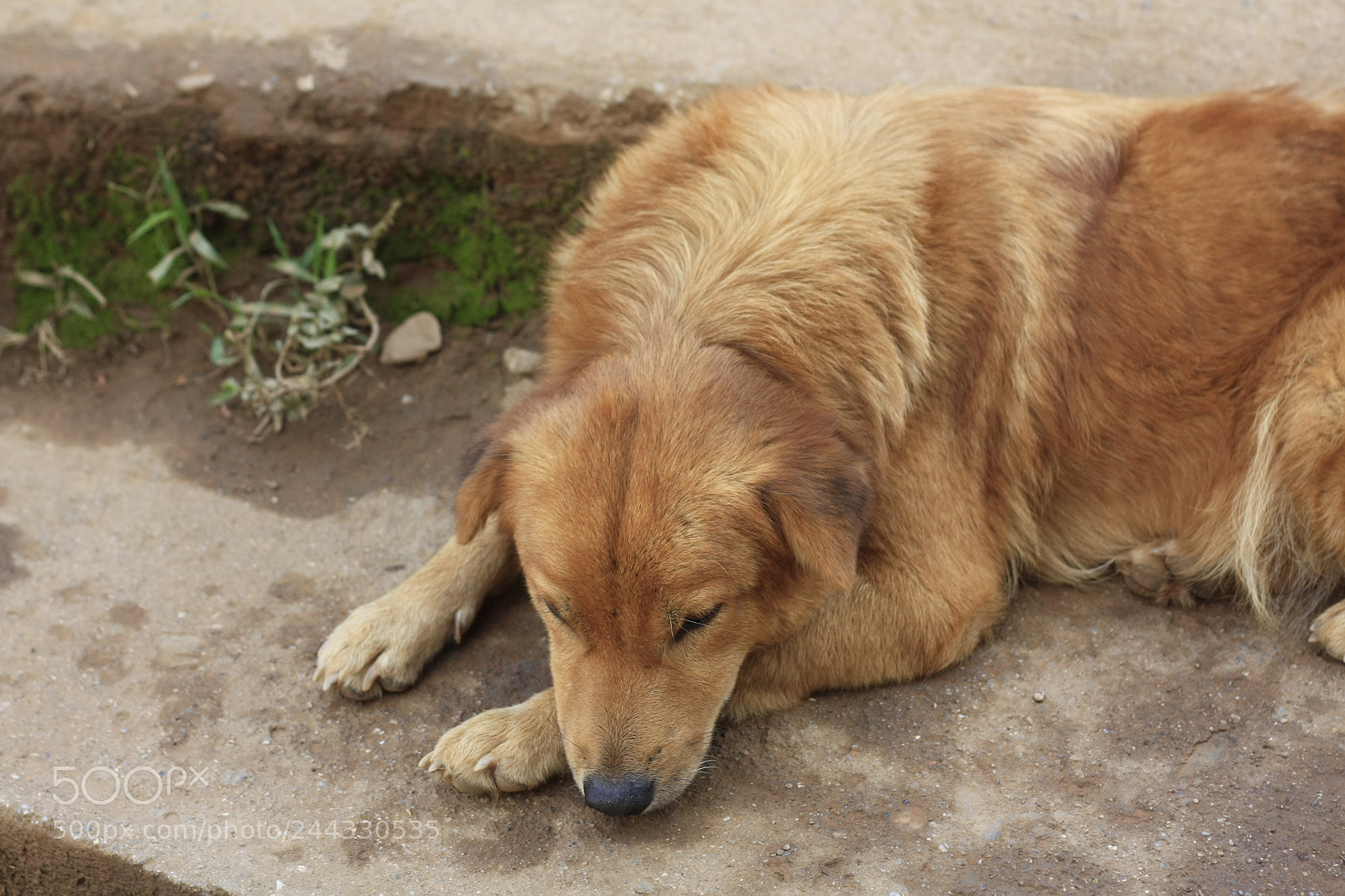 Canon EOS 450D (EOS Rebel XSi / EOS Kiss X2) sample photo. Sleeping homeless dog on photography