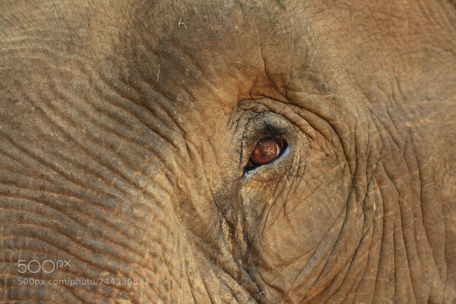 Canon EOS 450D (EOS Rebel XSi / EOS Kiss X2) sample photo. Thai elephant in a photography