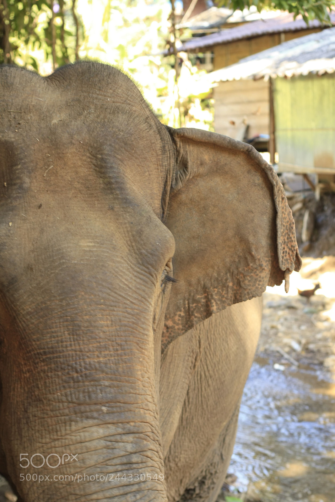 Canon EOS 450D (EOS Rebel XSi / EOS Kiss X2) sample photo. Thai elephant in a photography