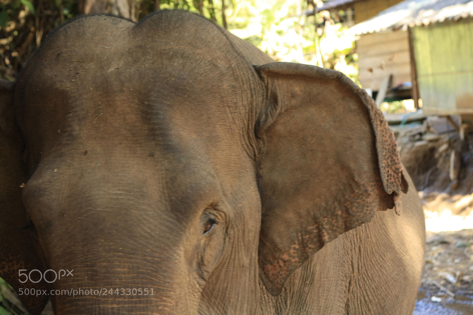 Canon EOS 450D (EOS Rebel XSi / EOS Kiss X2) sample photo. Thai elephant in a photography