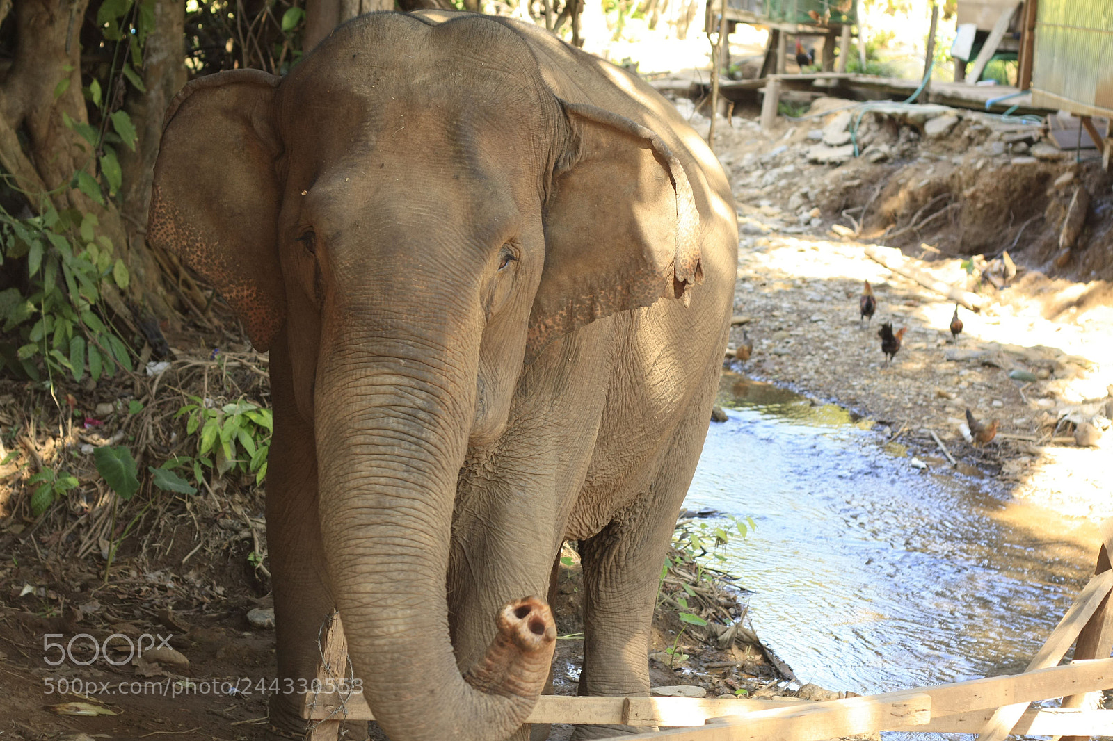 Canon EOS 450D (EOS Rebel XSi / EOS Kiss X2) sample photo. Thai elephant in a photography