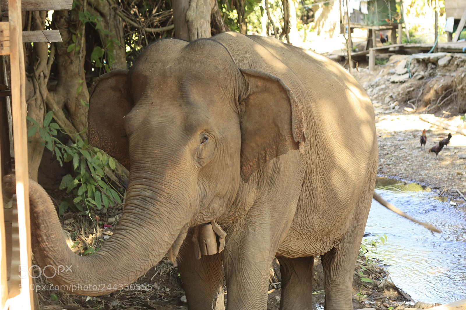 Canon EOS 450D (EOS Rebel XSi / EOS Kiss X2) sample photo. Thai elephant in a photography
