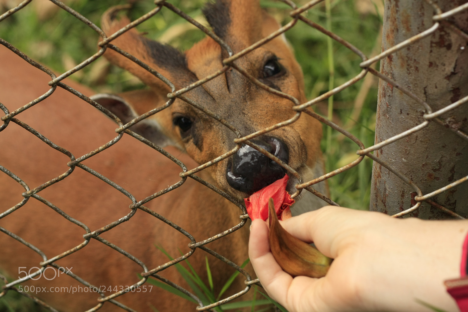 Canon EOS 450D (EOS Rebel XSi / EOS Kiss X2) sample photo. Thai red barking deer photography