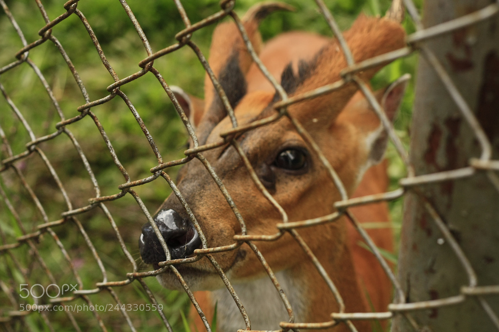Canon EOS 450D (EOS Rebel XSi / EOS Kiss X2) sample photo. Thai red barking deer photography