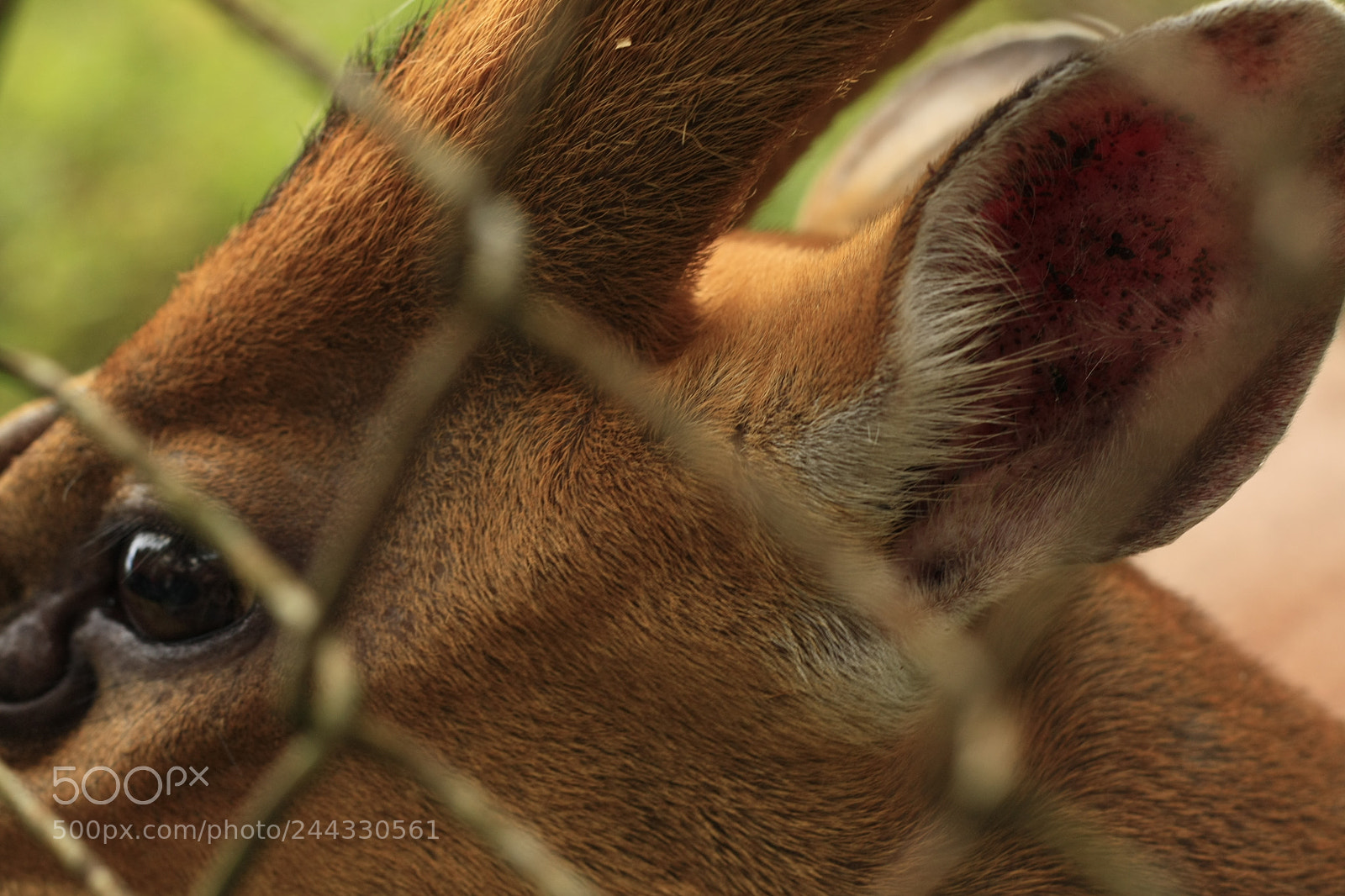 Canon EOS 450D (EOS Rebel XSi / EOS Kiss X2) sample photo. Thai red barking deer photography