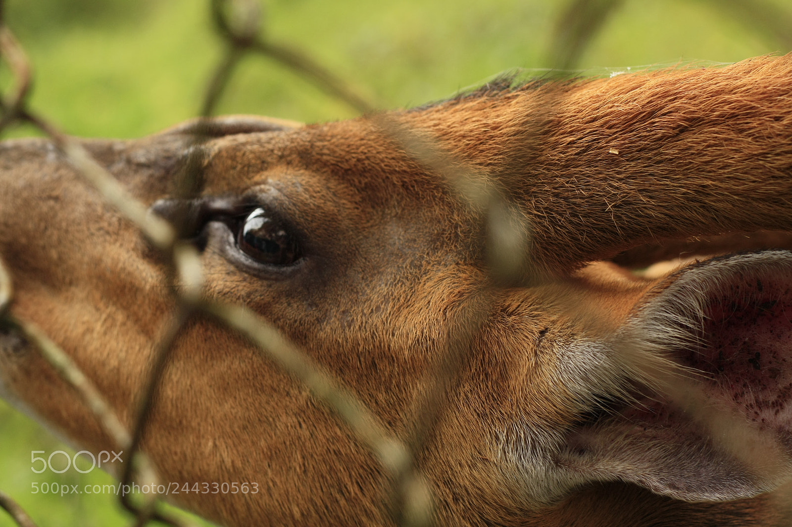 Canon EOS 450D (EOS Rebel XSi / EOS Kiss X2) sample photo. Thai red barking deer photography